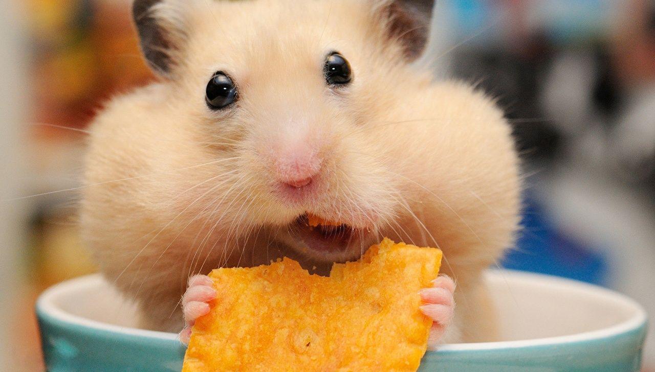 1280x728 Desktop Wallpaper Hamsters Funny Chips Glance Closeup Animals