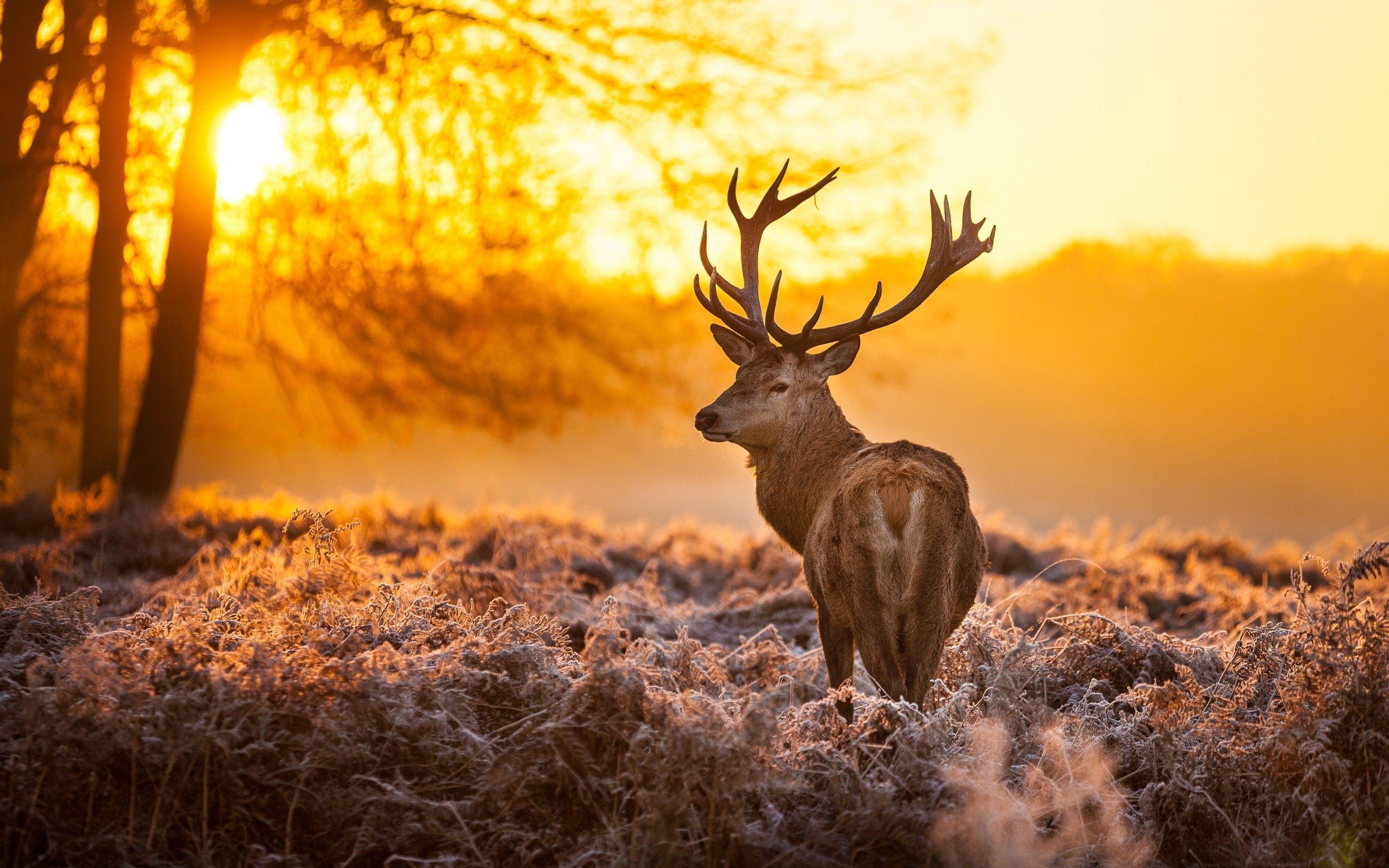 2880x1800 Hunting Laptop Wallpaper