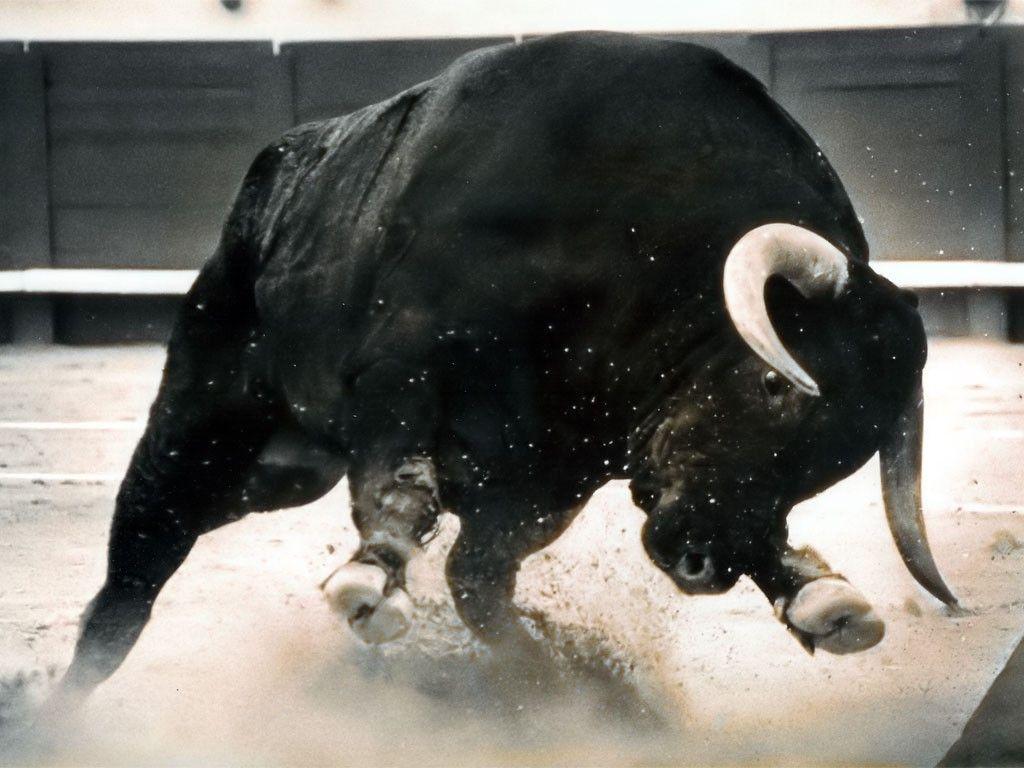 1024x768 Bull Wallpaper