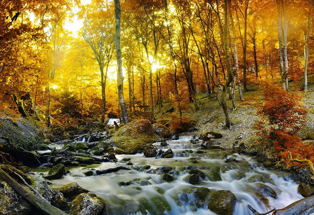 1280x876 Photos Autumn Stream Nature Forests Trees Seasons