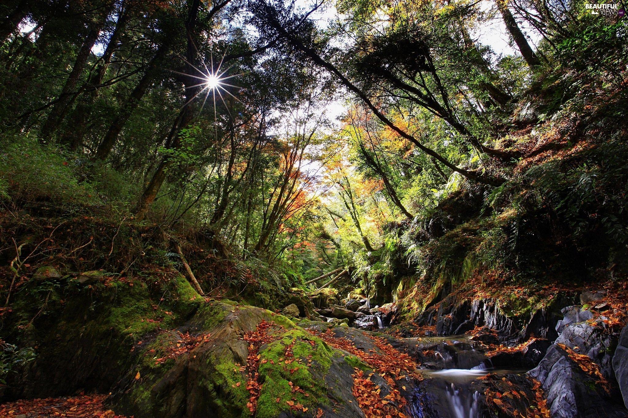 2048x1365 forest, rays of the Sun, autumn, stream views wallpaper: 2048x1365