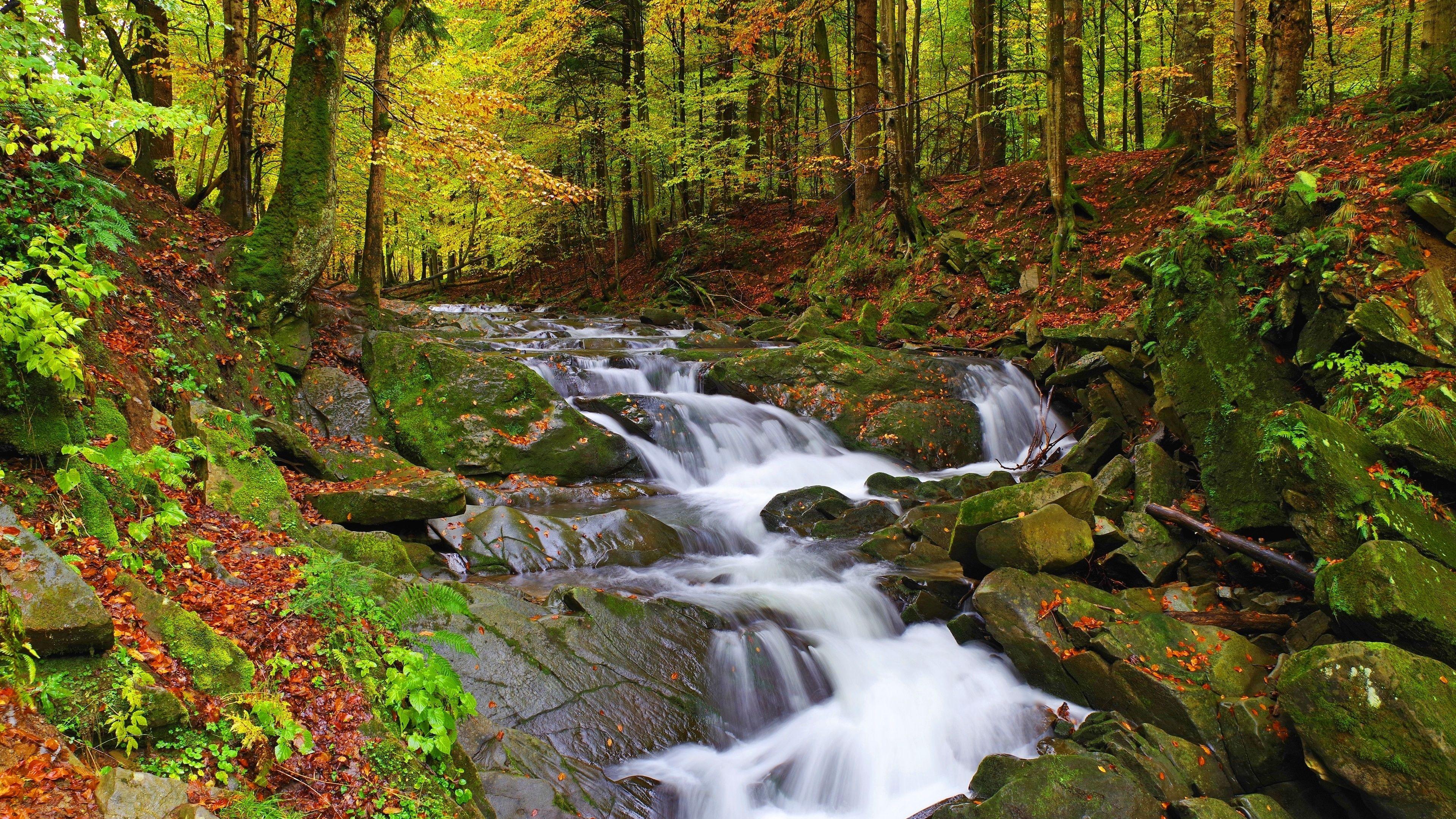 3840x2160 Picture Autumn Stream Nature forest Moss stone 3840x2160