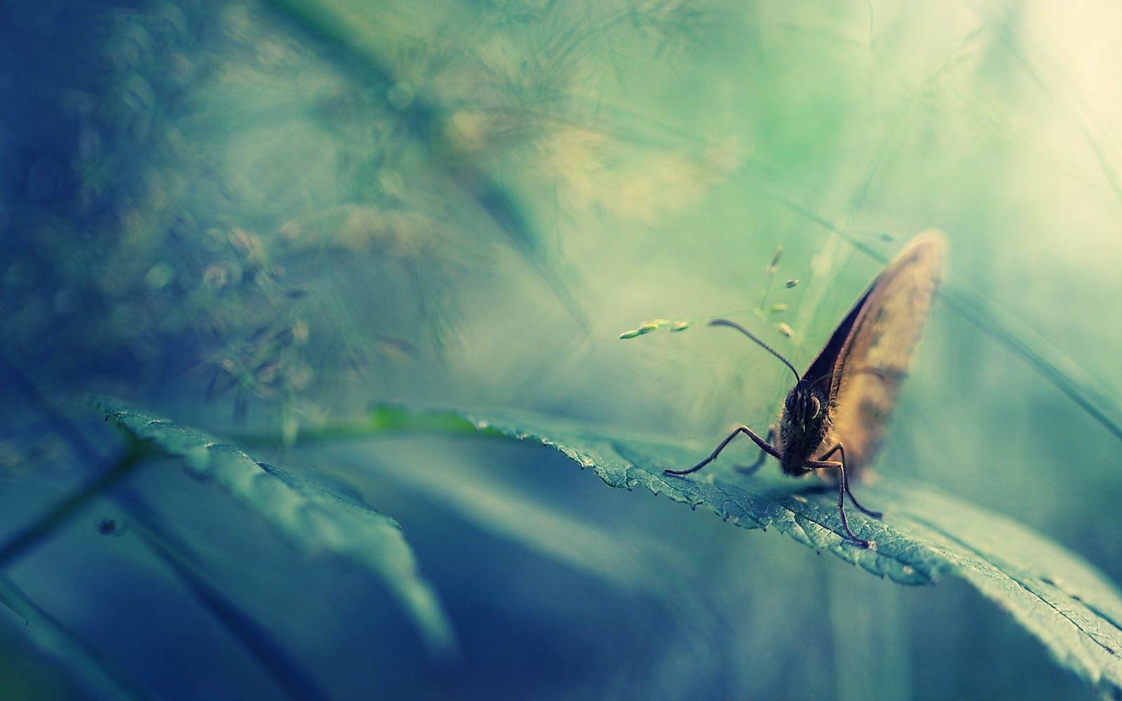 1600x1000 Extremely High Resolution HD Wallpaper 3D
