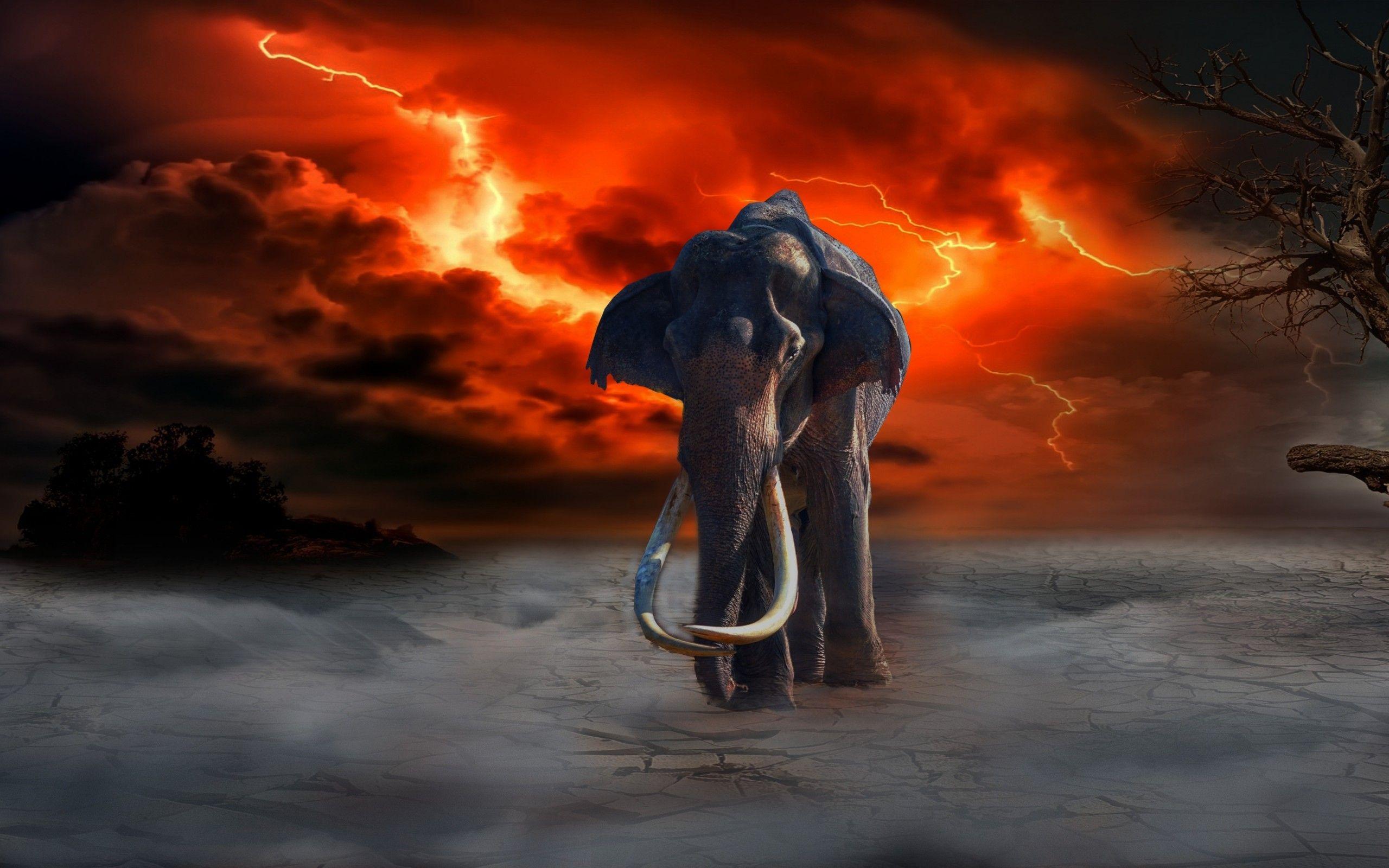 2560x1600 Download 2560x1600 Elephant, Fire, Lightning, Photohop Wallpaper for MacBook Pro 13 inch