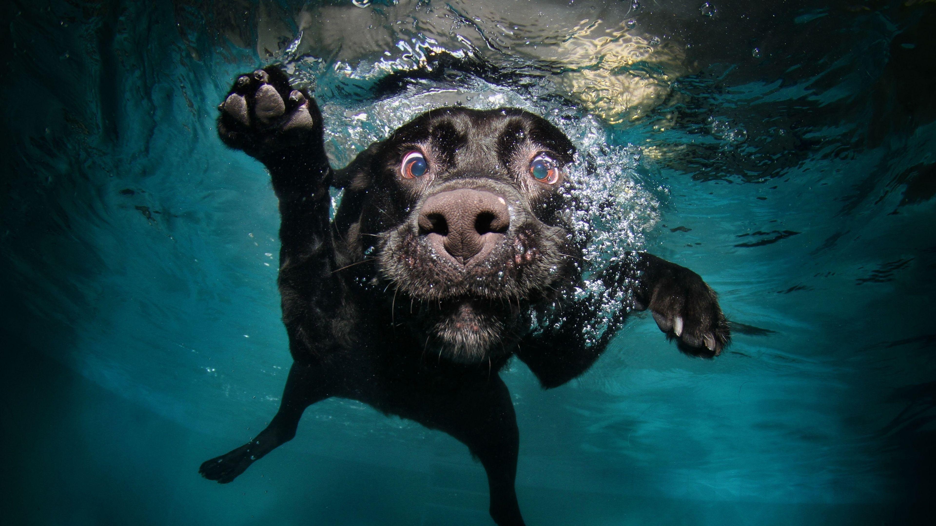 3840x2160 Download Wallpaper 3840x2160 Dog, Black, Underwater, Swimming, Water 4K Ultra HD HD Background. Underwater dogs, Dog swimming, Dog photography