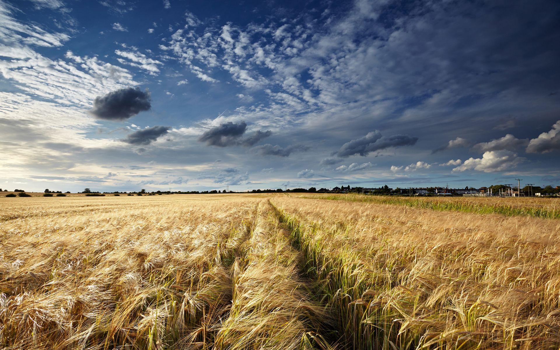 1920x1200 Field Clouds wheat grass sky clouds landscape wallpaperx1200