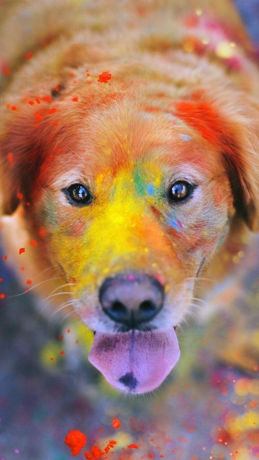 1080x1920 Cutest Puppy Wallpaper HD Wallpaper Animal Wallpaper Wallpaper iPhone HD HD Wallpaper