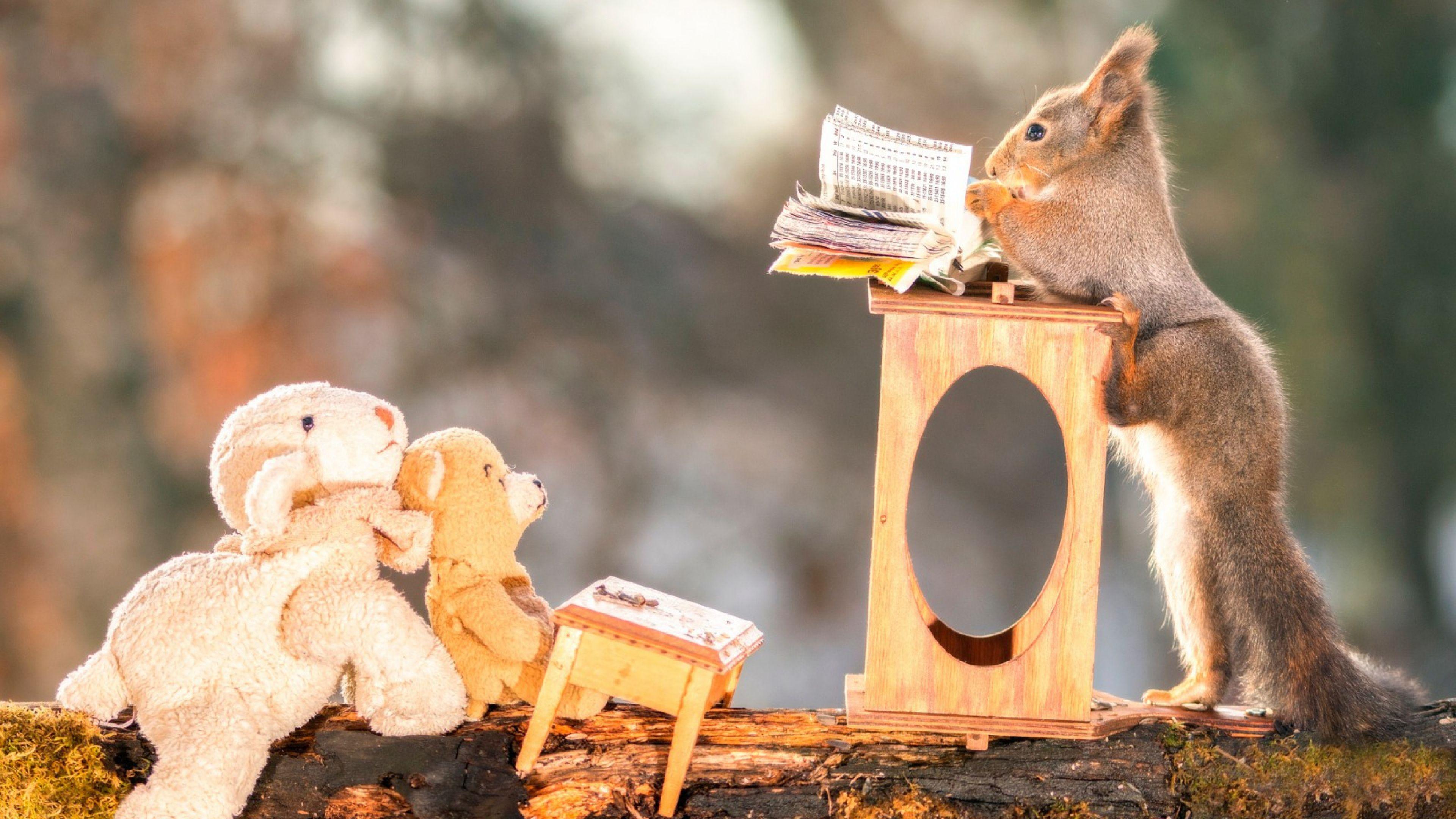 3840x2160 4K Funny Animals .