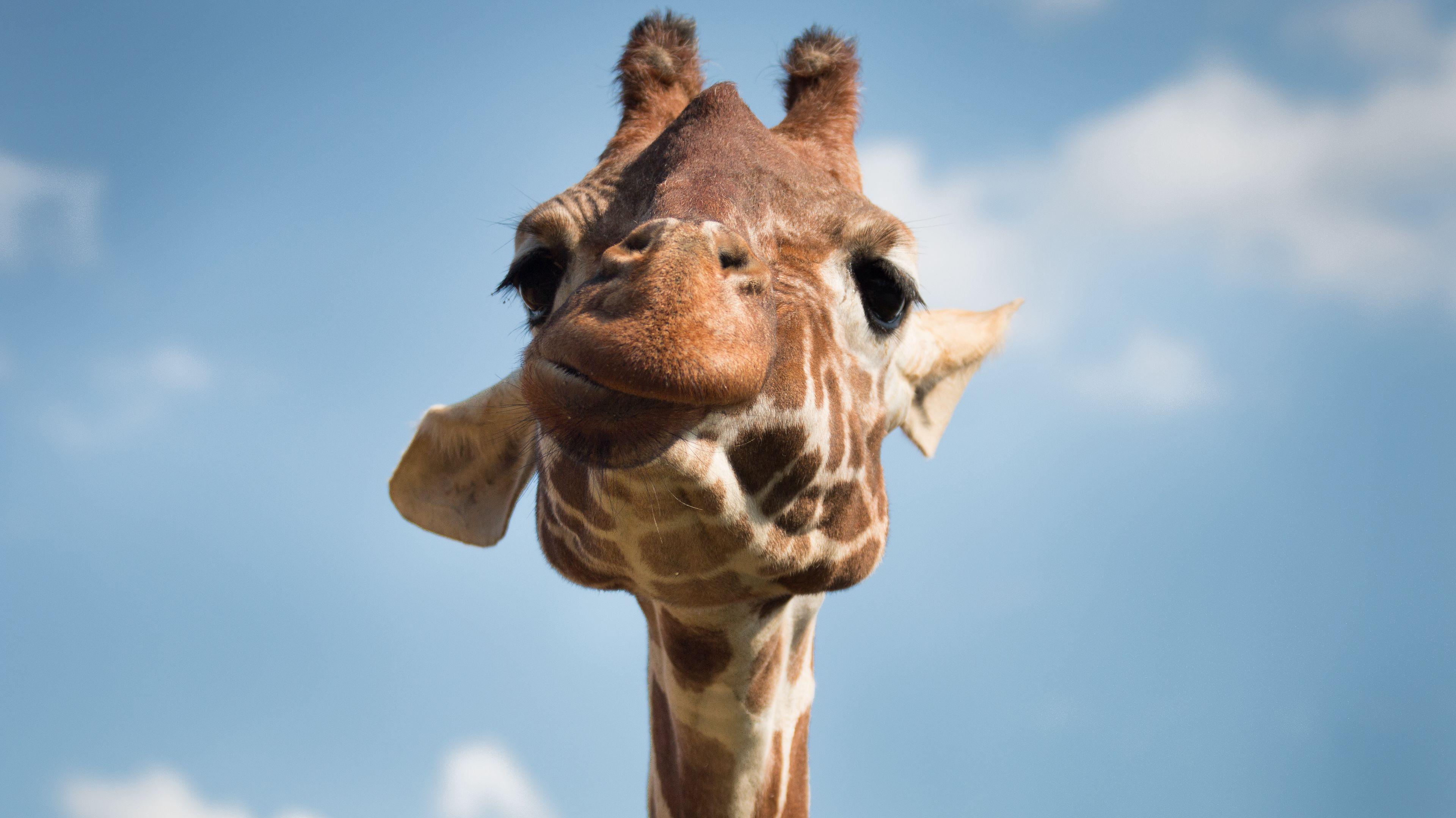 3840x2160 Download wallpaper 3840x2160 giraffe, muzzle, funny 4k uhd 16:9 HD background