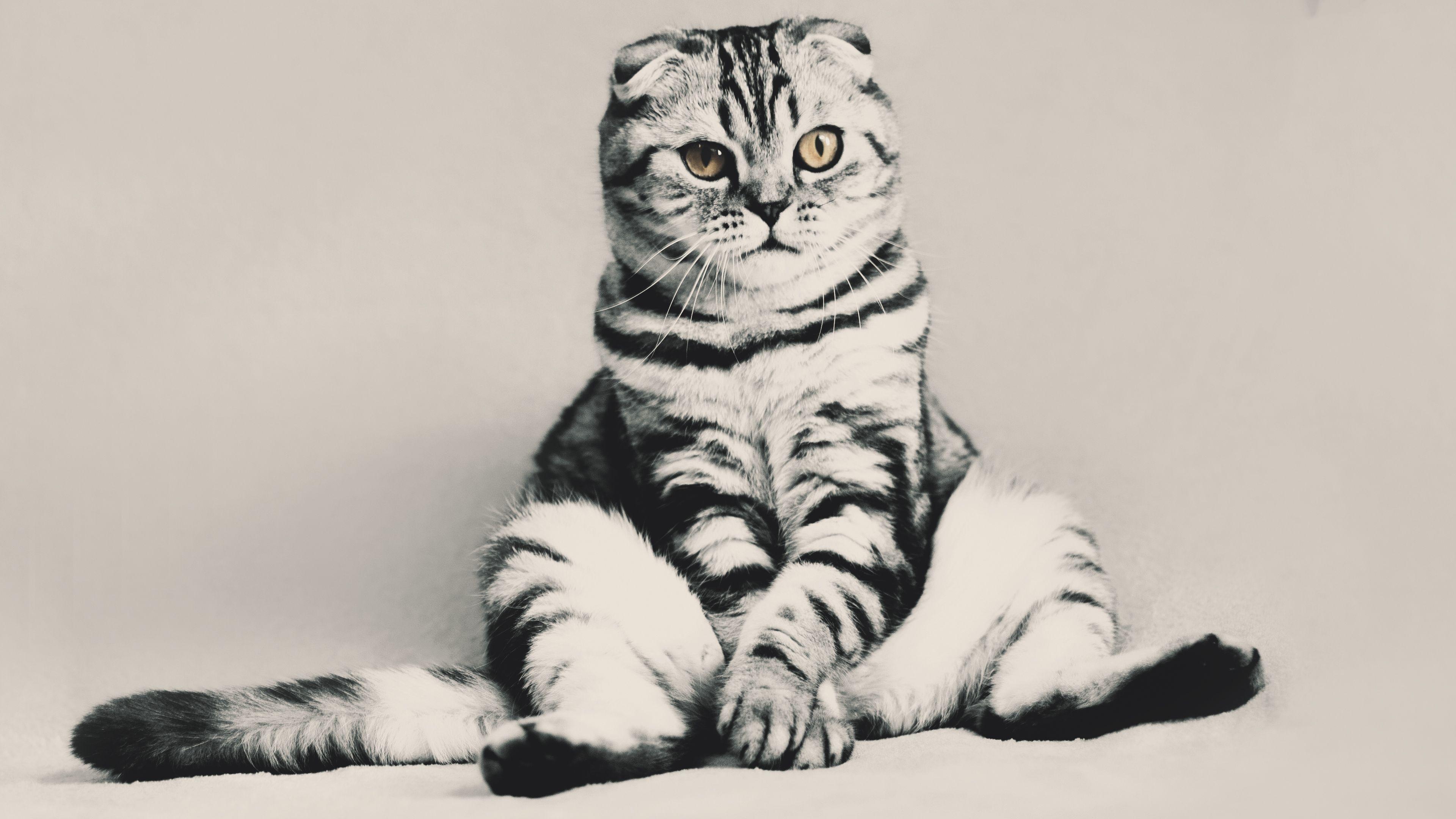 3840x2160 4K Funny Kitten Wallpaper x 2160 px