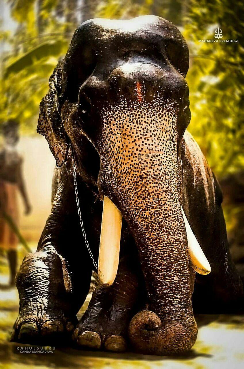 848x1280 Elephants. Elephant image, Elephant picture, Elephants photo