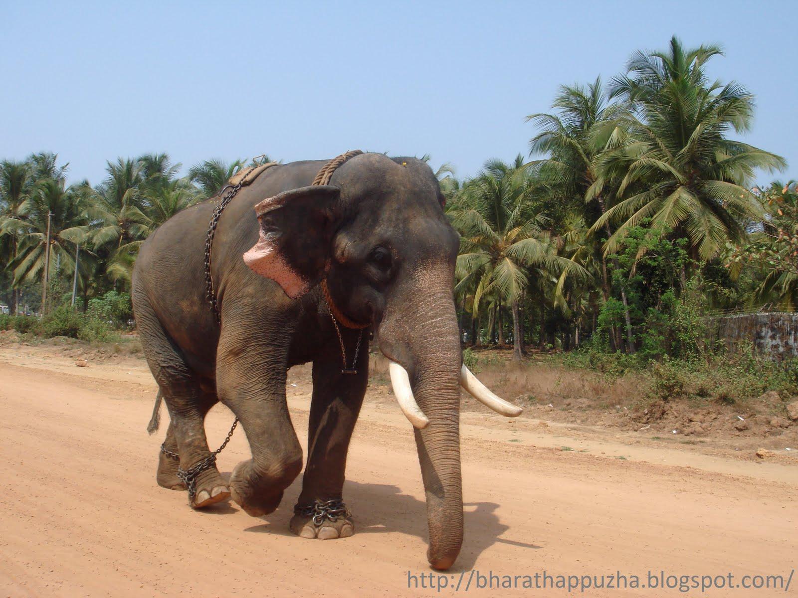 1600x1200 Kerala Elephant Wallpaper Elephant Wallpaper & Background Download