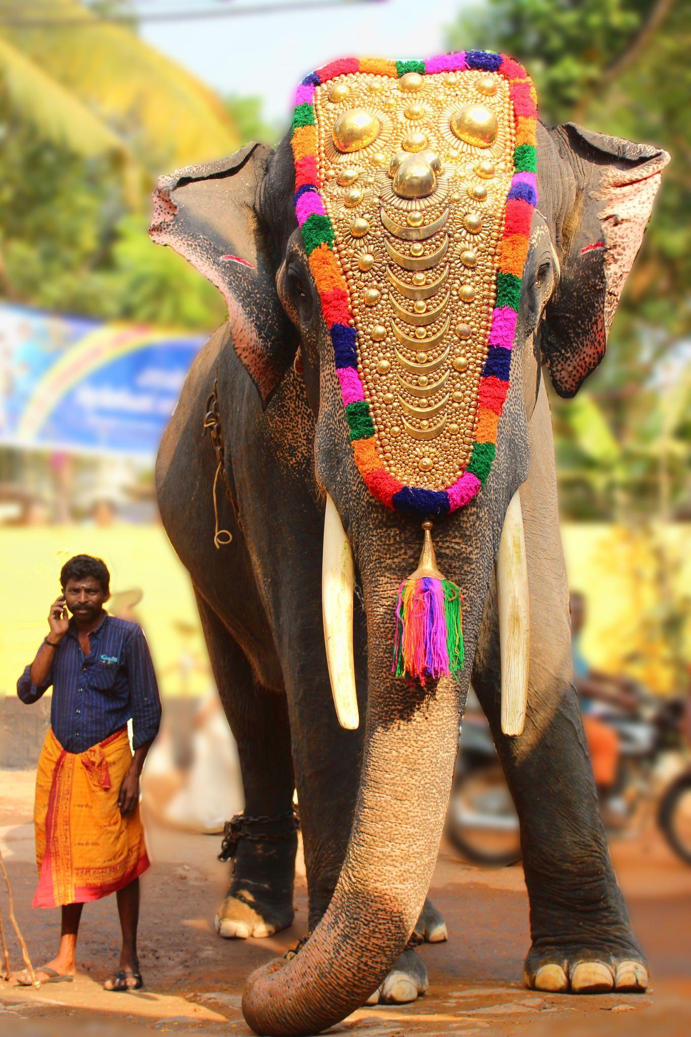 1365x2048 King by Vipin Vasudev / 500px. India culture, Kerala india, Elephant