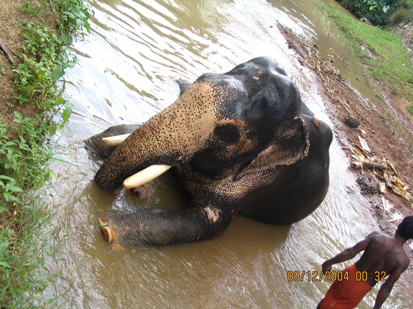 1600x1200 Elephant Bath At Neyattinkara Elephant In Evening Wallpaper & Background Download