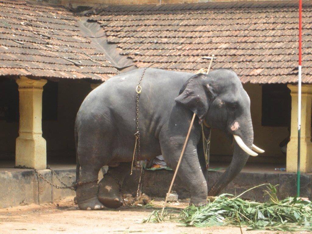 1024x768 Legal Notice Sent to Kerala Government Over Elephant Ownership