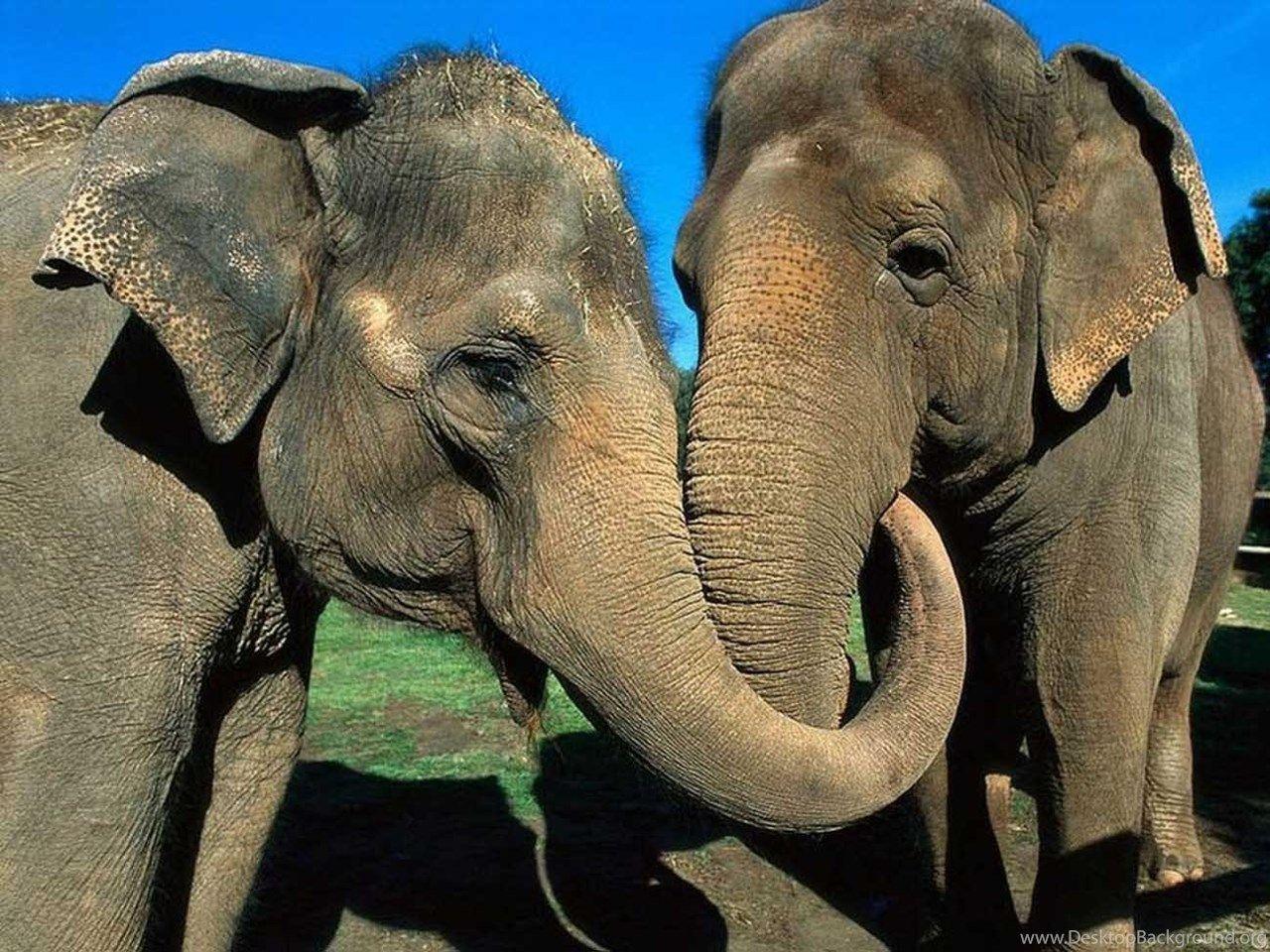 Kerala Elephant Wallpapers - Top Free Kerala Elephant Backgrounds