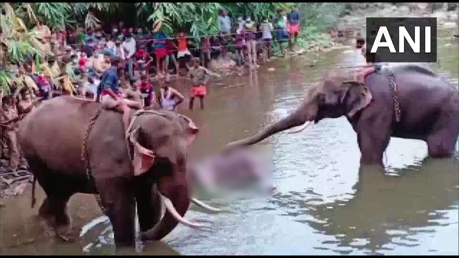 1920x1080 Kerala Elephant Death: Jumbo Had Major Oral Wounds; Did Not Eat For Nearly 2 Weeks Before Drowning, States Post Mortem Report. Kochi News Of India