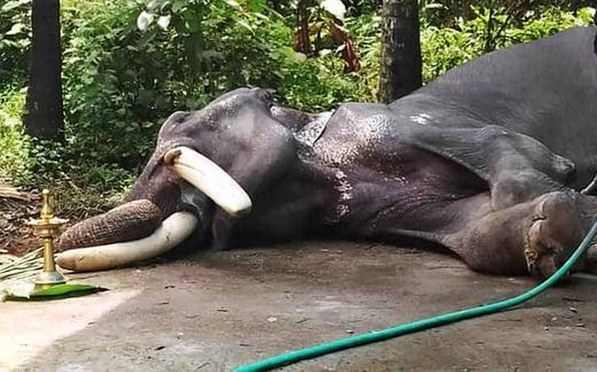 1200x749 captive elephants lost their lives in Kerala so far this year