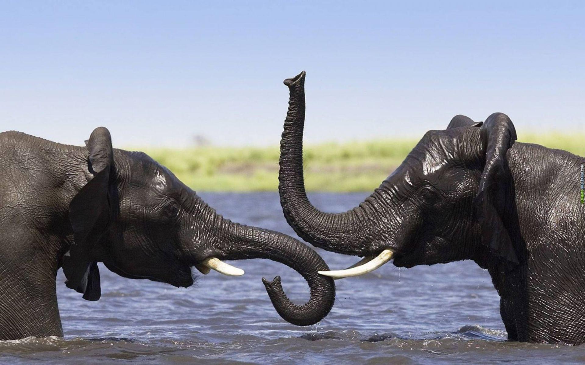 1920x1200 Elephant HD Wallpaper Free Download