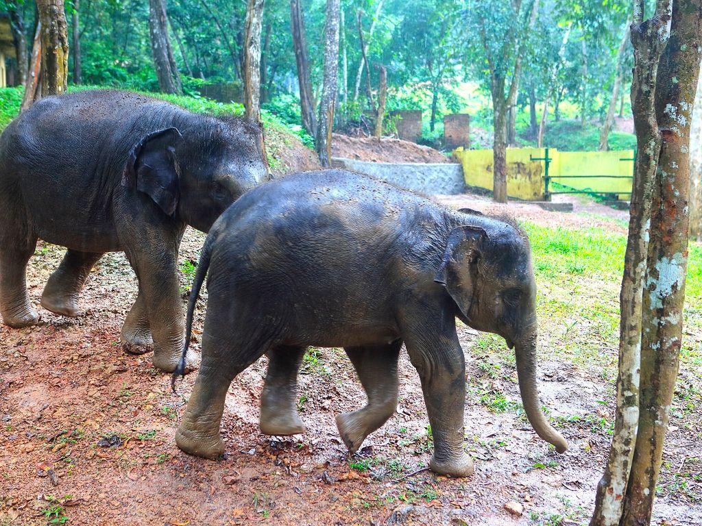 1024x768 More than 200 Kerala elephants die from dismal conditions