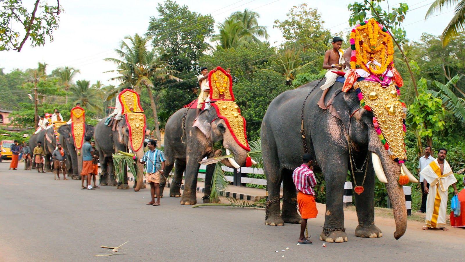 1600x903 Decorated Elephant Wallpaper 18717