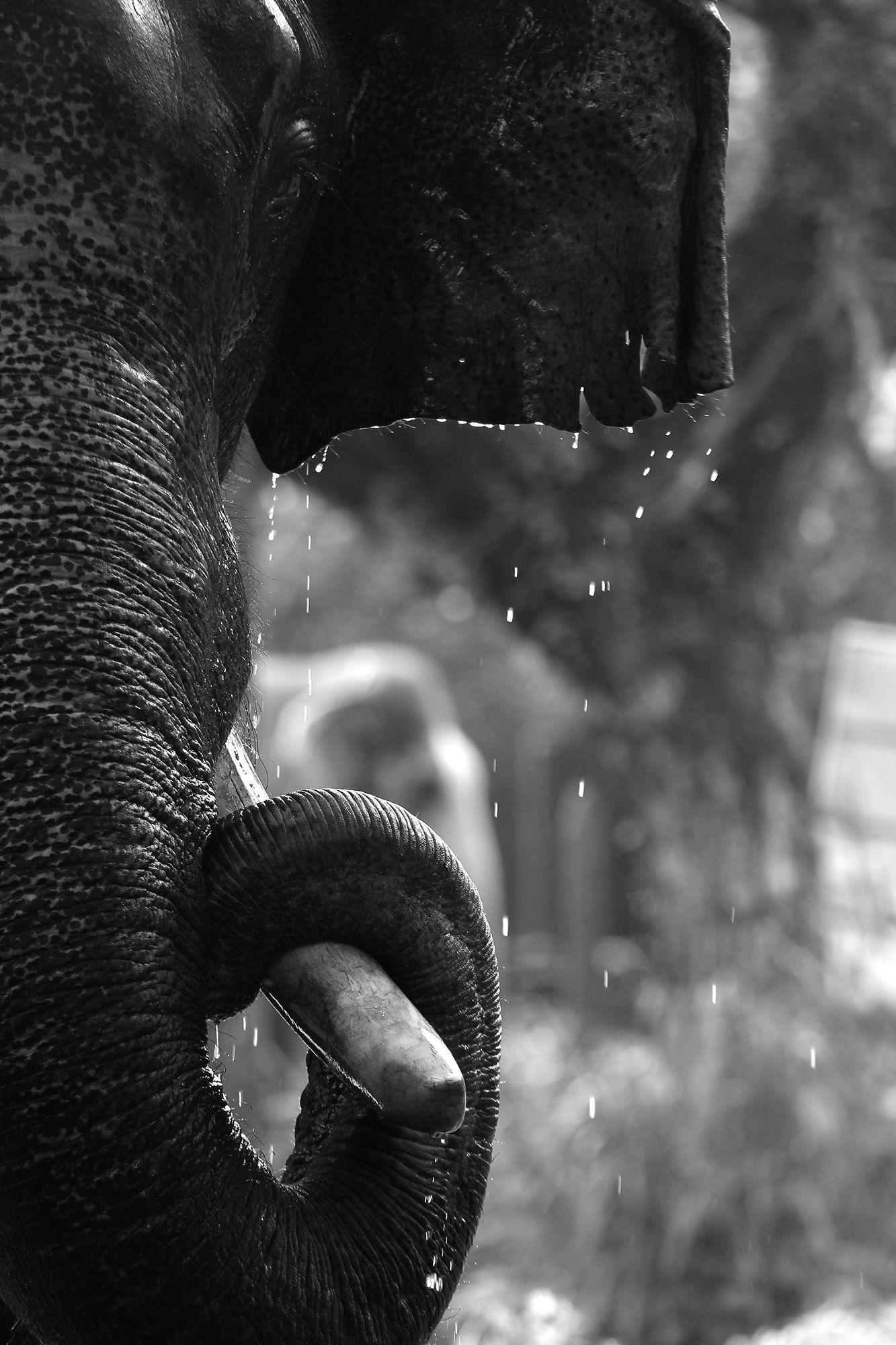 1333x2000 Grand Shower, Photo By Vikas Puthiyakavil, Tamron Challenge 2014