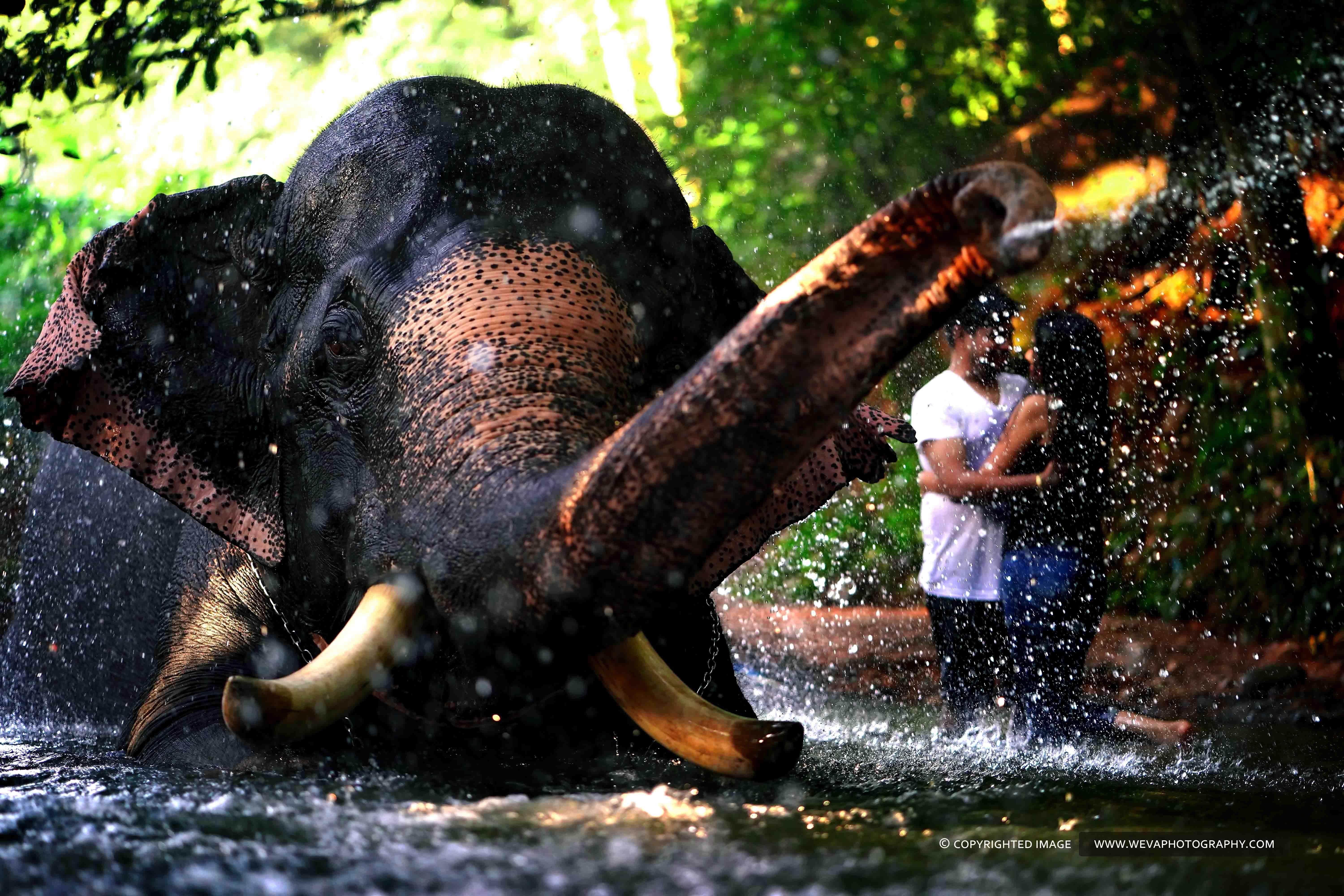6000x4000 Everything becomes foggy when i am with you. #candidmoments #lovelycouple #outdoorshoot #pi. Elephant photography, Elephant picture, Kerala wedding photography