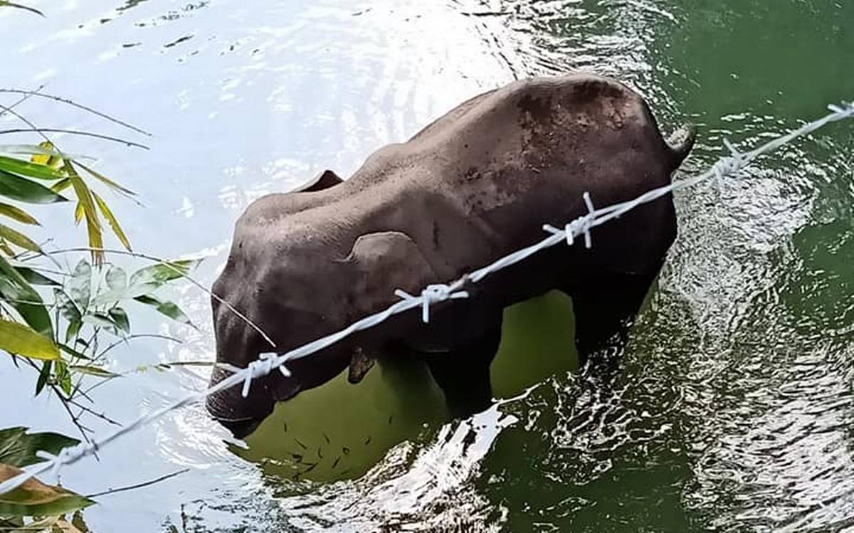 1200x749 Pregnant wild elephant dies in Kerala after cracker filled pineapple explodes in her mouth