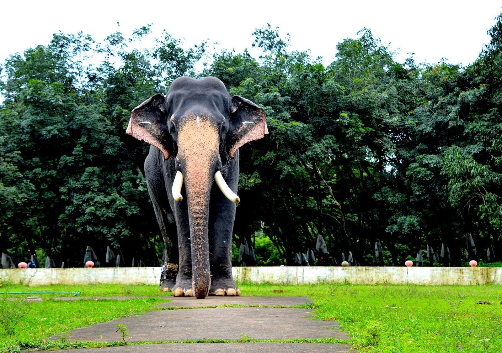 1600x1127 Pambadi Rajan Wallpaper