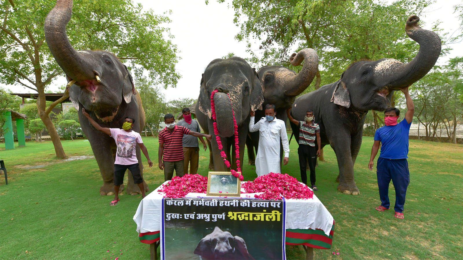 1600x900 Kerala elephant news: Man held for elephant's brutal killing. Kochi News of India