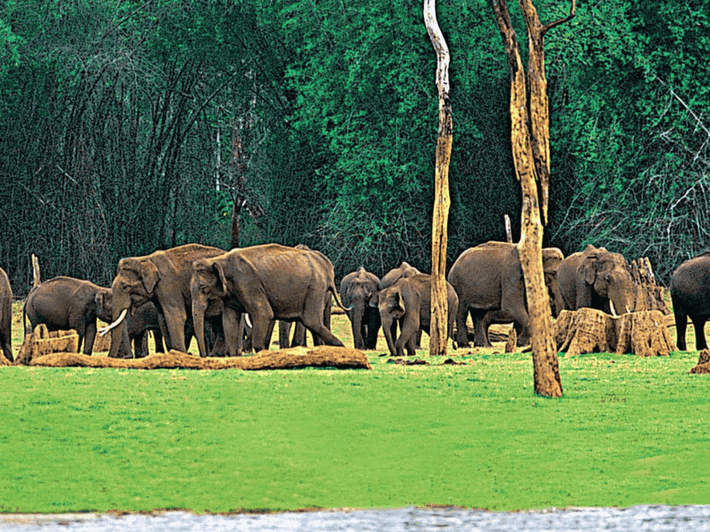 1024x768 Kerala Elephant Experiences