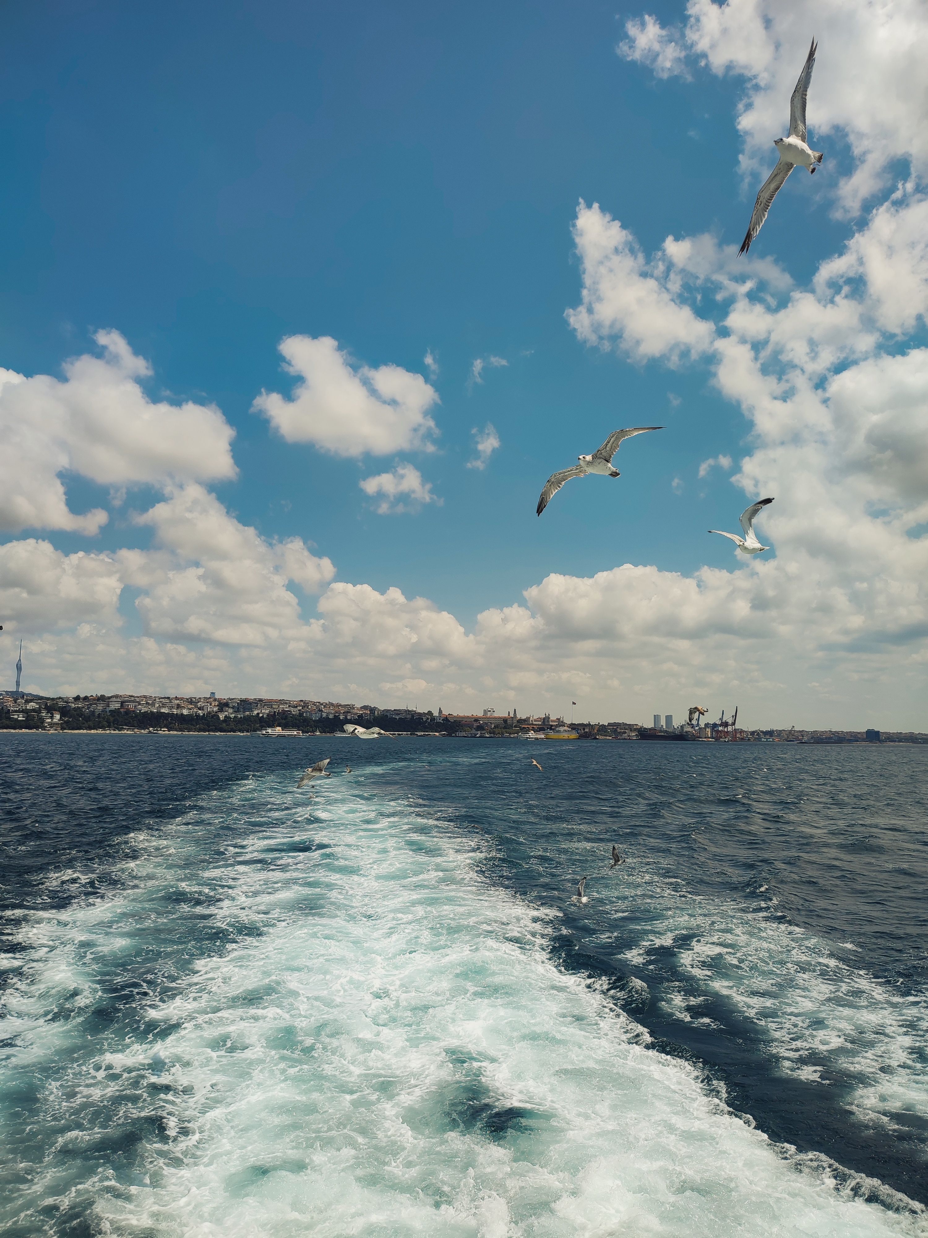 3000x4000 Seabirds Soar Over Open Ocean on a Clear Day · Free