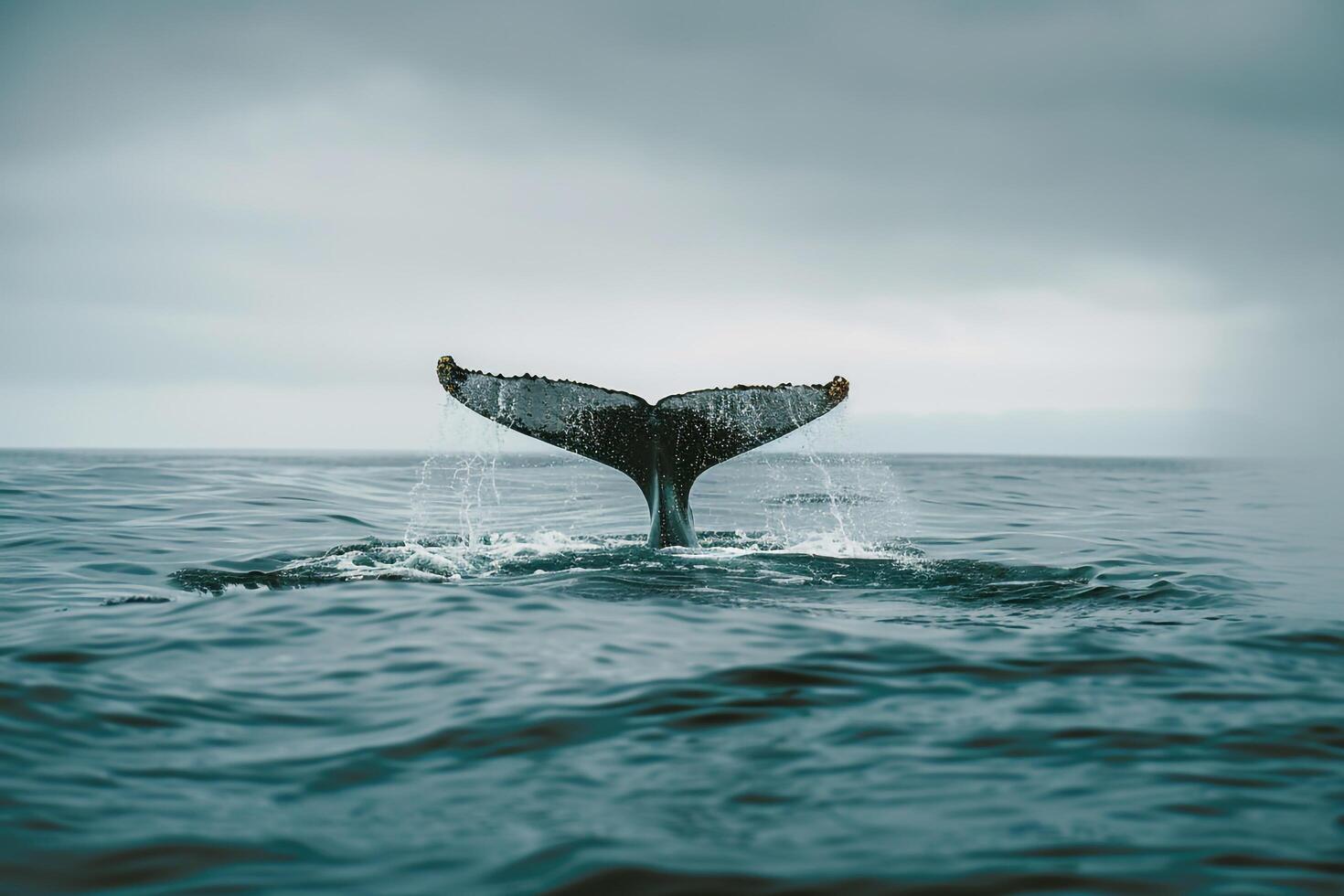 1470x980 Whale breaching in open ocean. dramatic nature scene with background nature