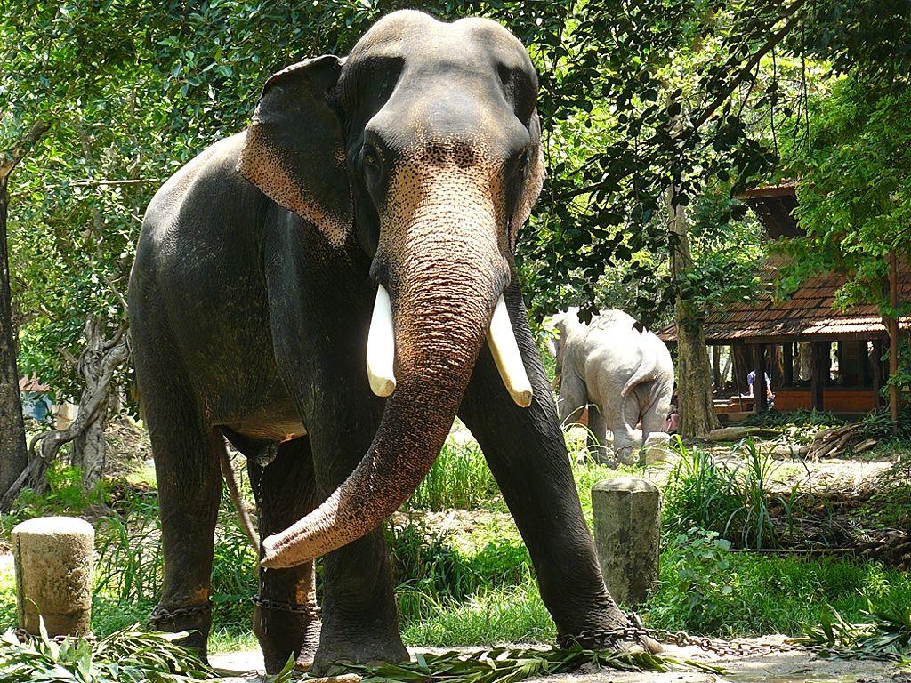 1024x768 Best Elephant Photo .