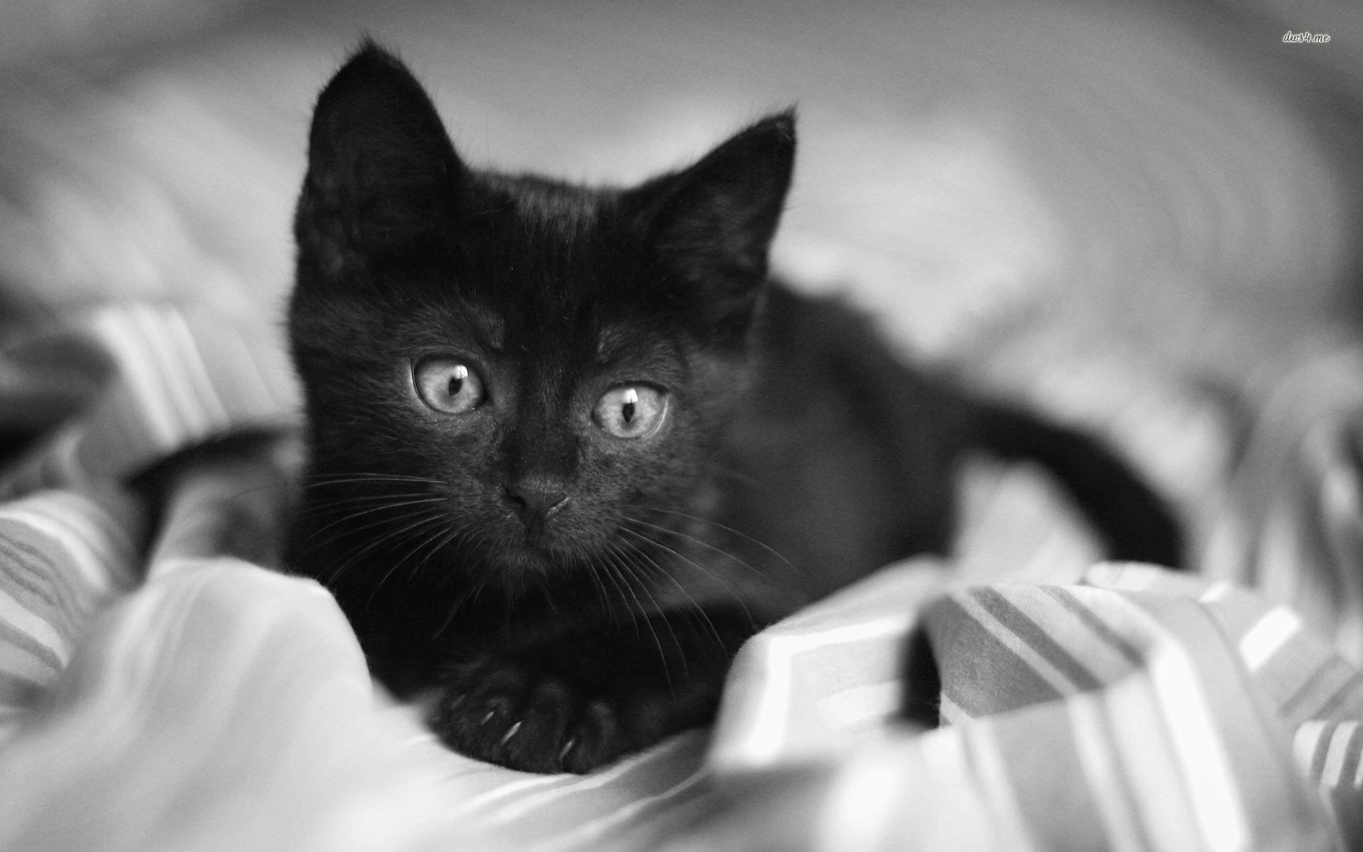 1920x1200 Wallpaper Black Cat