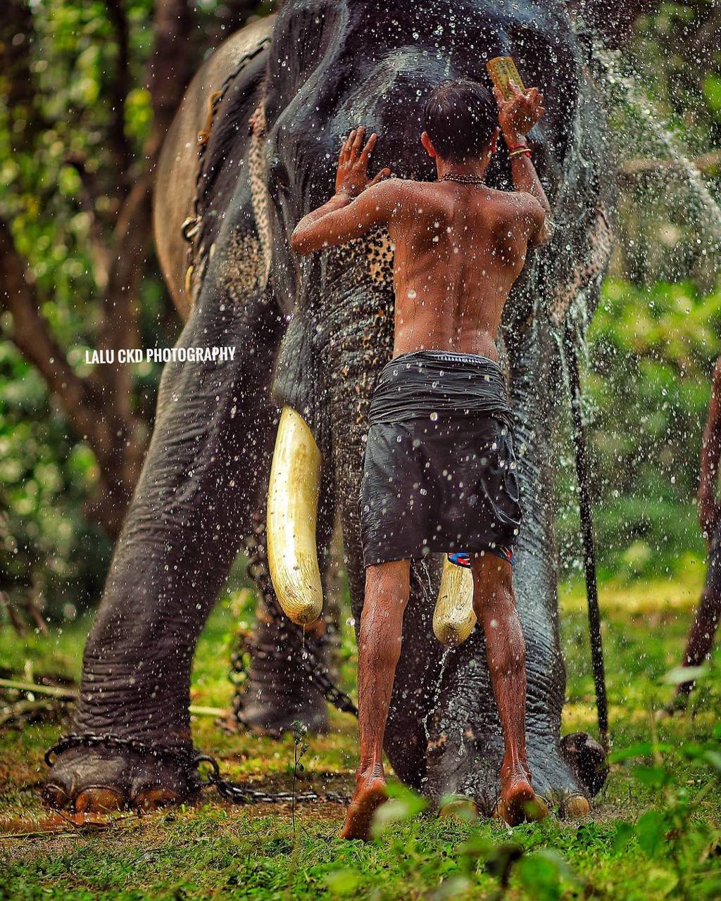 1024x1280 Elephant Kerala wallpaper