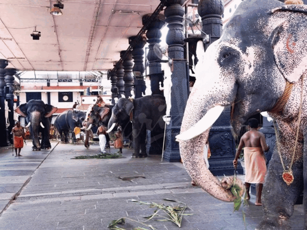 1024x768 Kerala Elephant Experiences