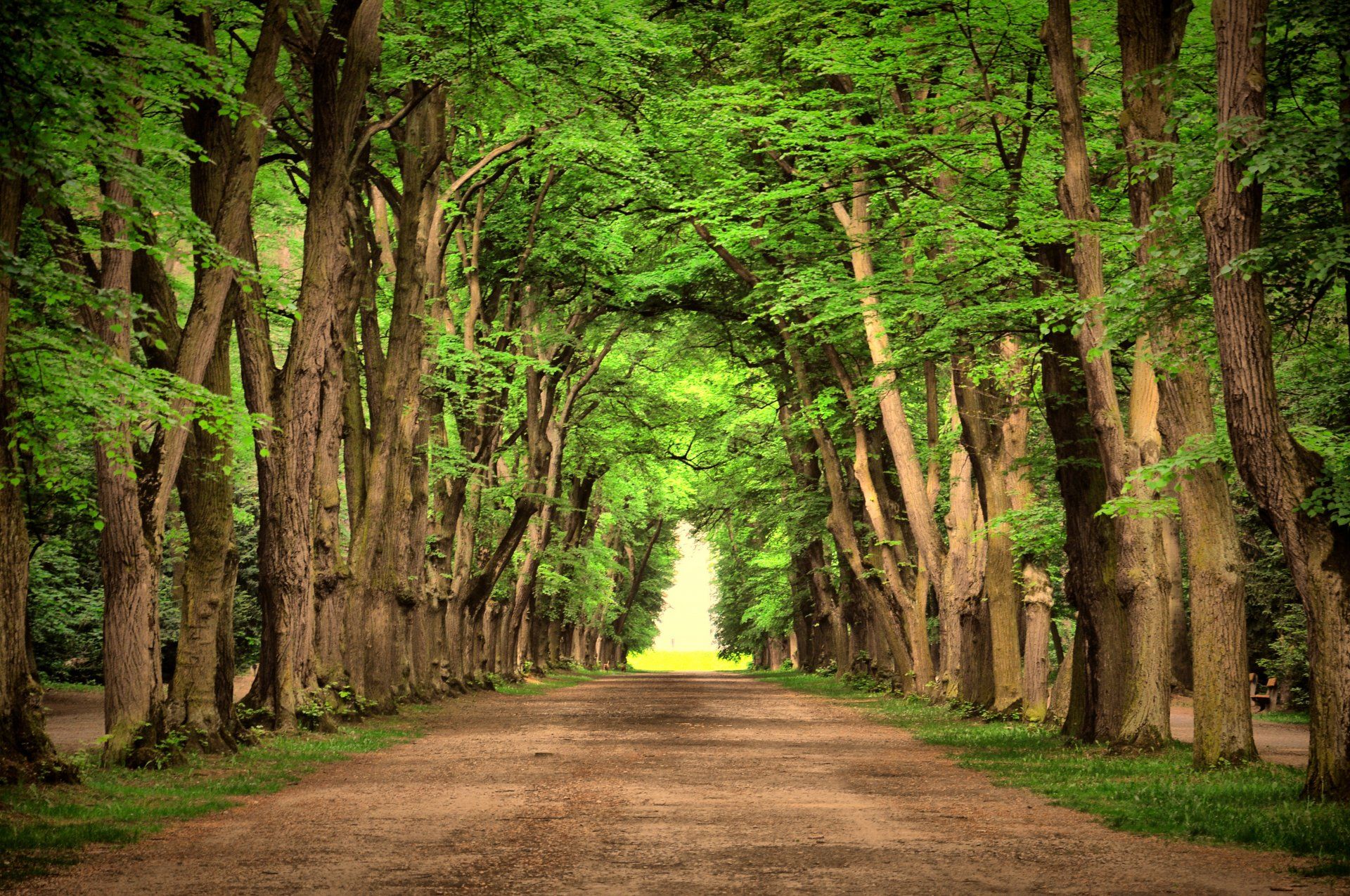 1920x1275 Serene Nature Path Ultra HD Wallpaperx2848