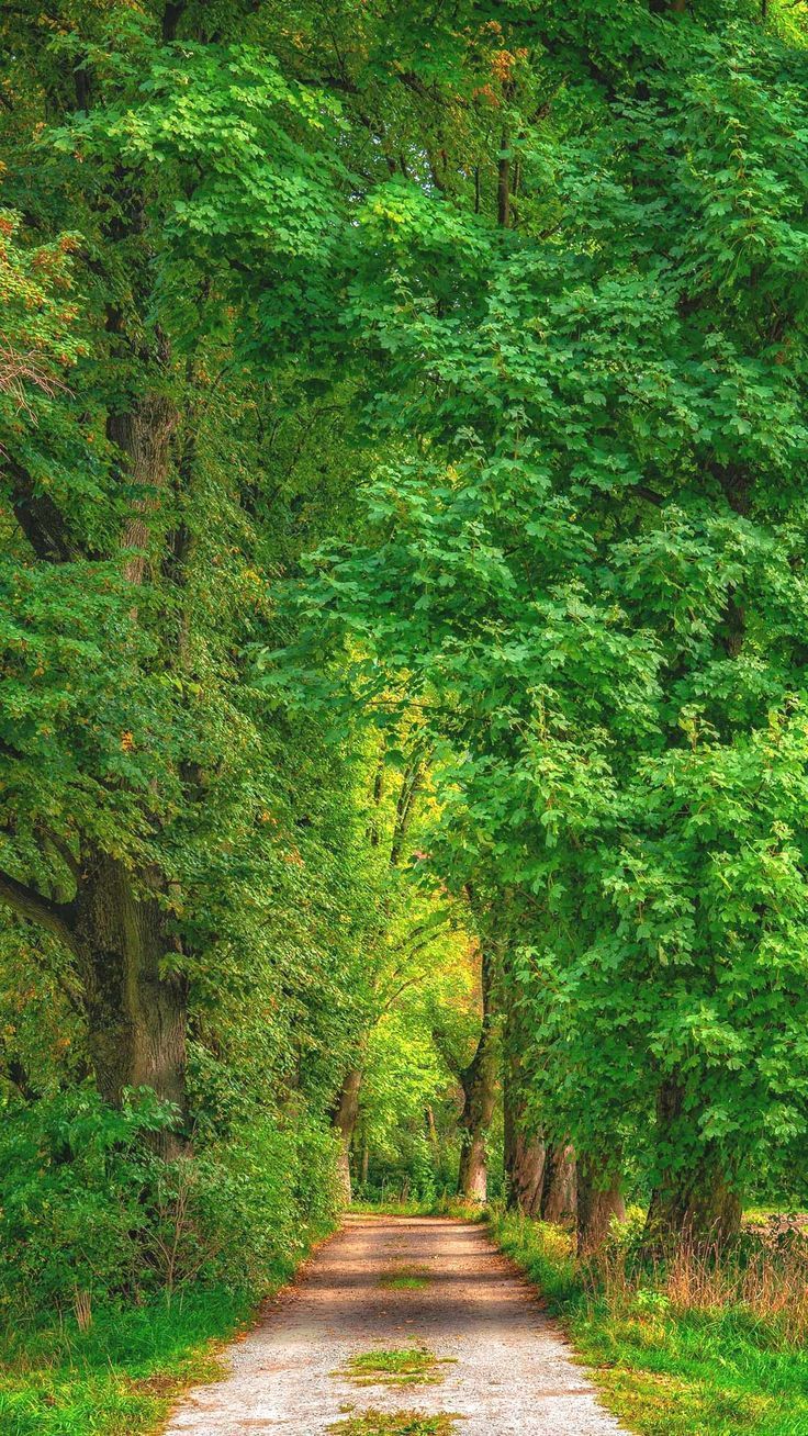 736x1308 Summer green path iPhone wallpaper homescreen background HD nature lock screen 4k phone image