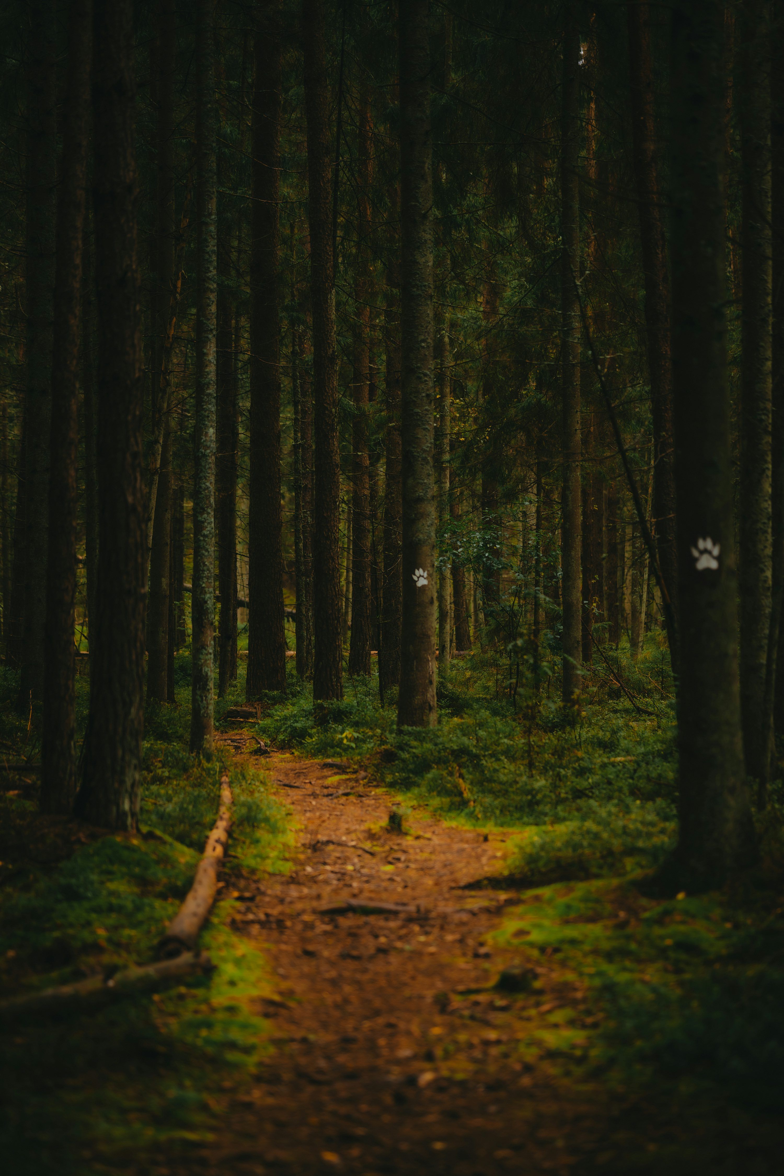 3000x4500 A dirt path winds through a dark, mossy forest