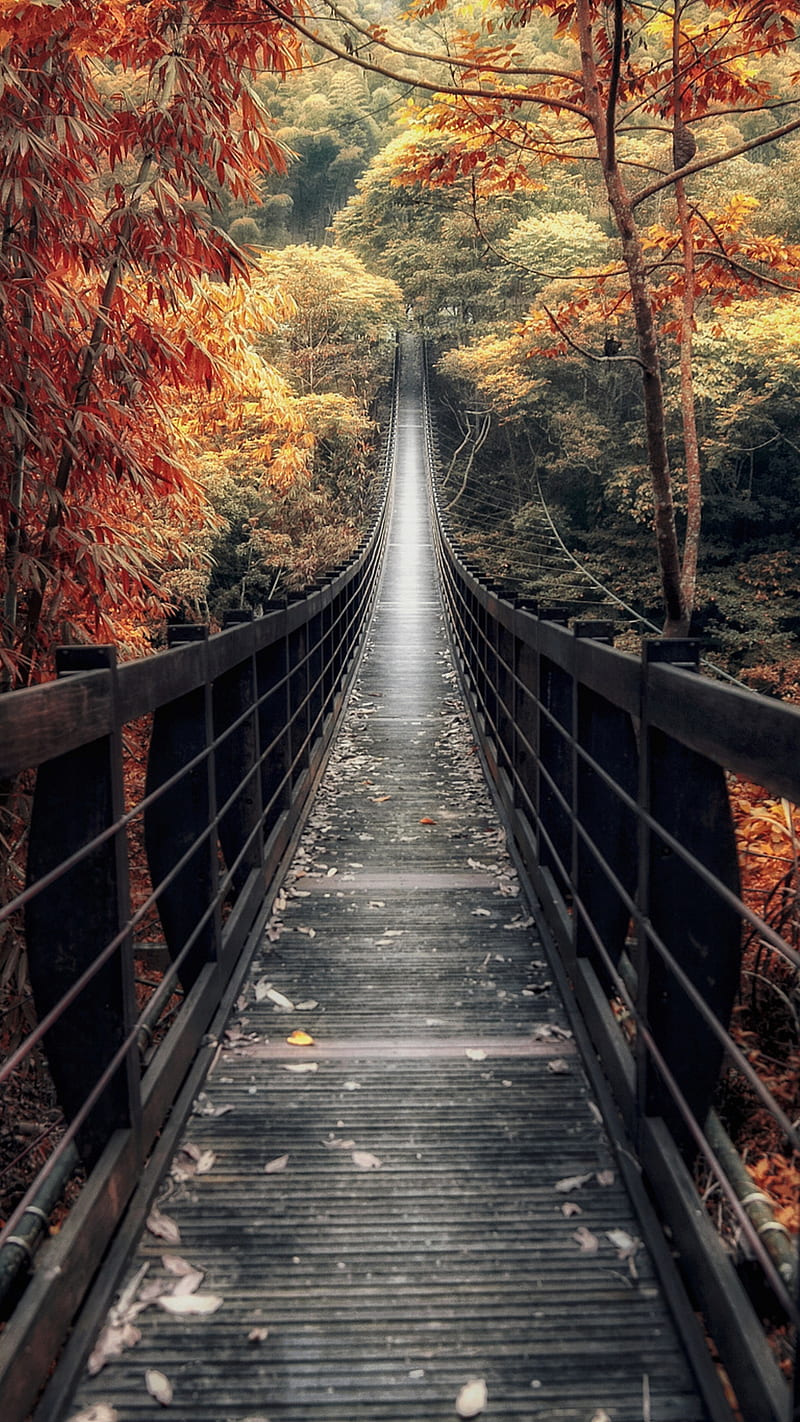 800x1422 Bridge, autumn, awesome, beauty, forest, nature, path, view, HD phone wallpaper