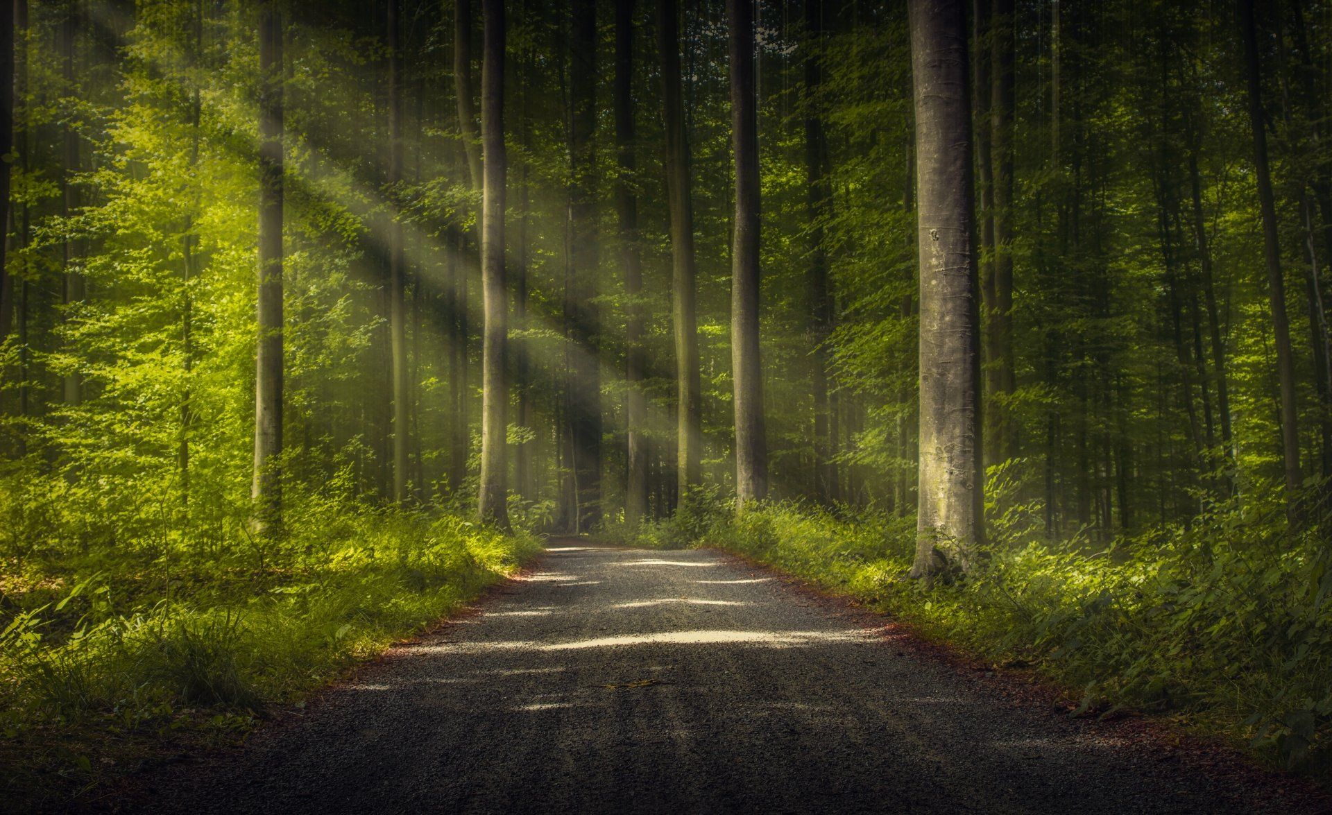 1920x1175 Enchanted Forest Path Ultra HD Wallpaperx3760