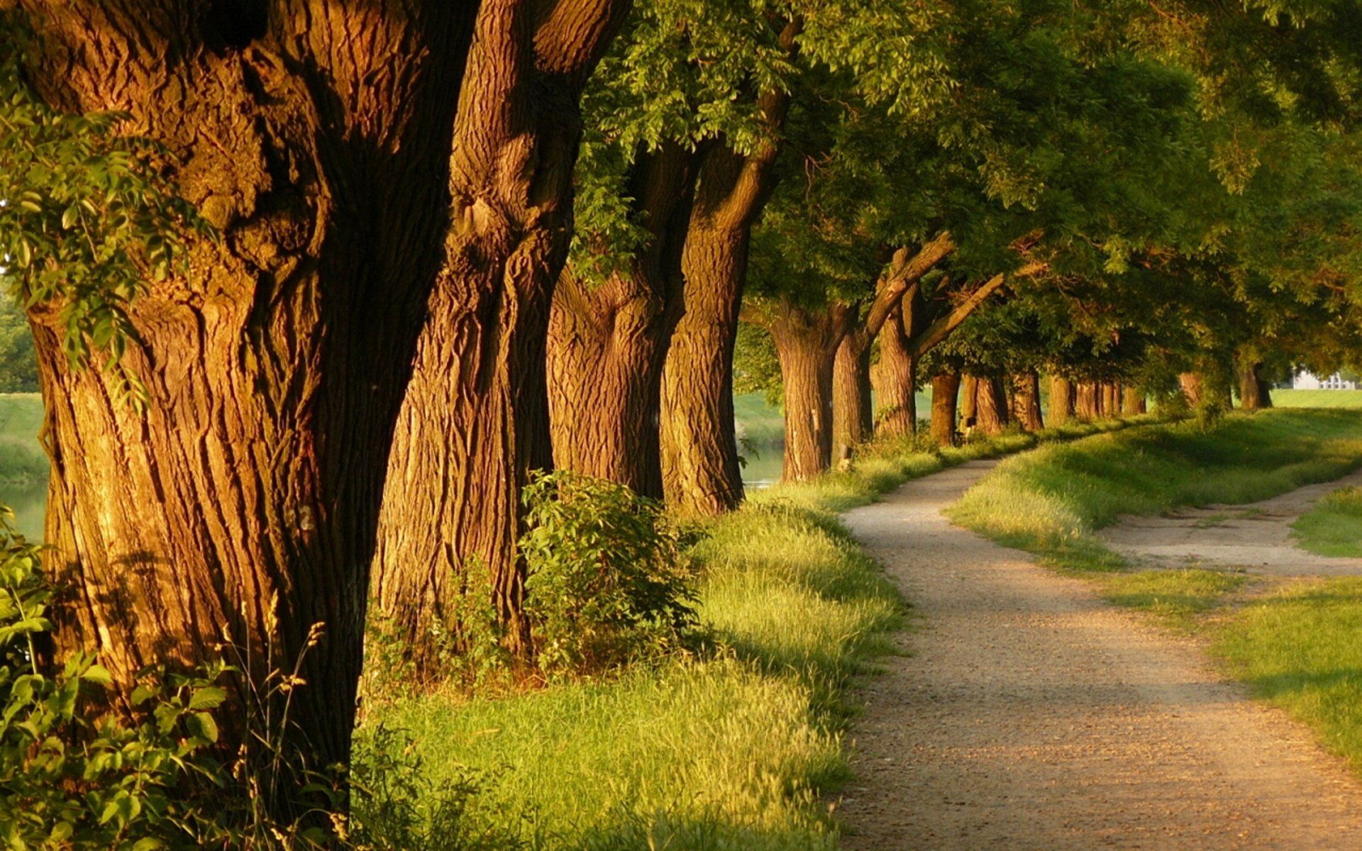 1920x1200 Tranquil Nature Pathway HD Wallpaperx1200