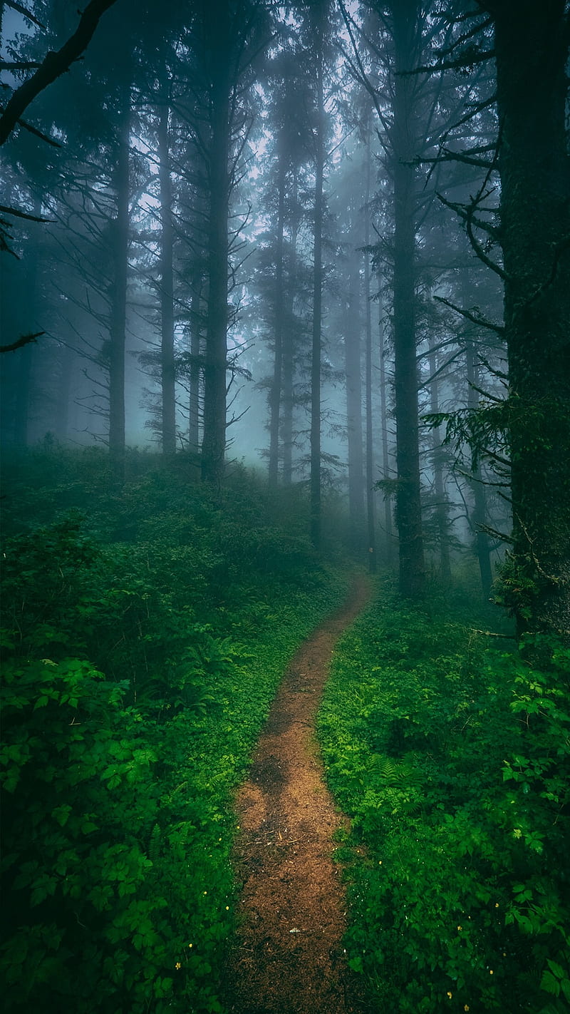800x1422 Landscape, nature, forest, path, HD phone wallpaper