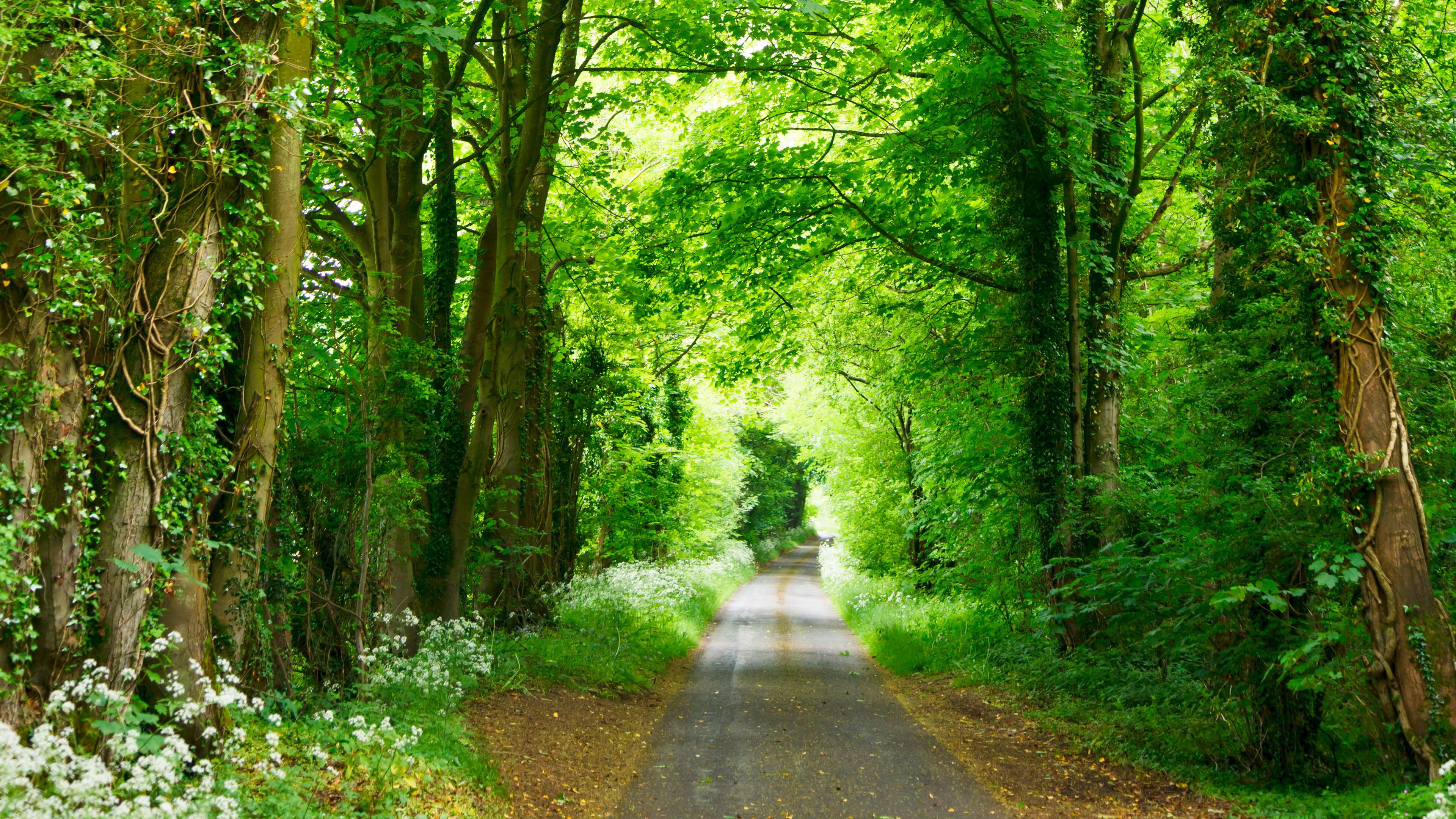3840x2160 Road Path Between Green Trees Forest Nature 4K HD Nature Wallpaper