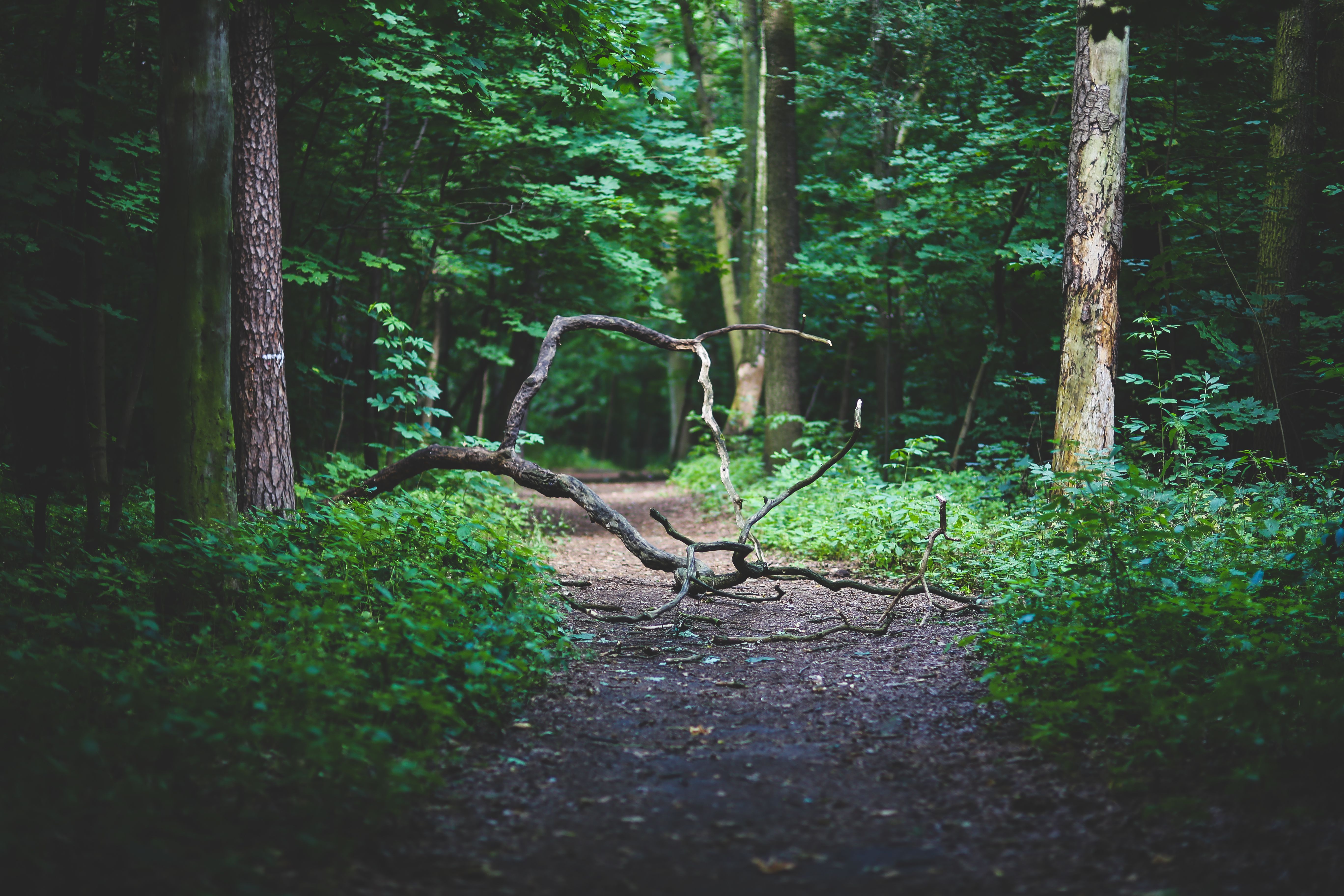 5472x3648 Forest path · Free