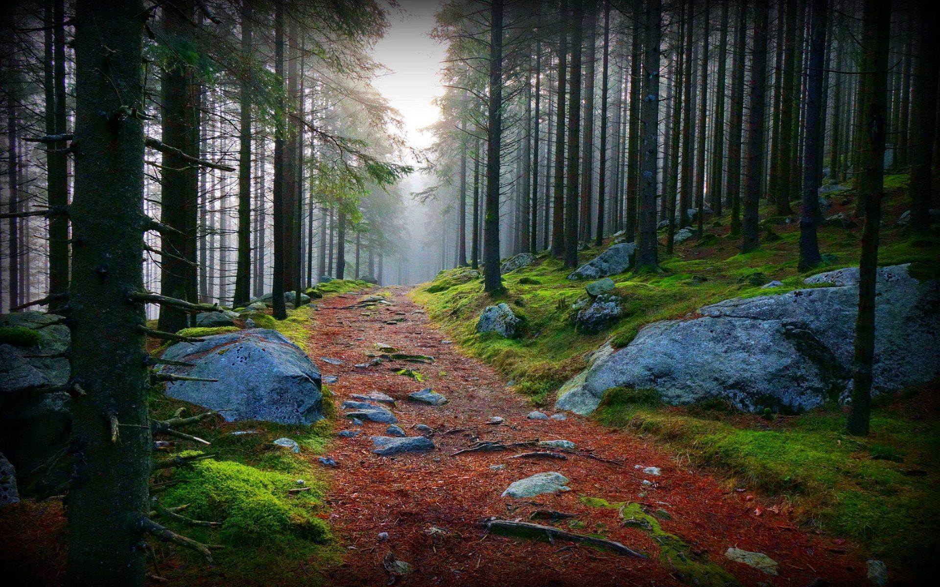 1920x1200 Serene Forest Path Wallpaper for Nature Loversx1200