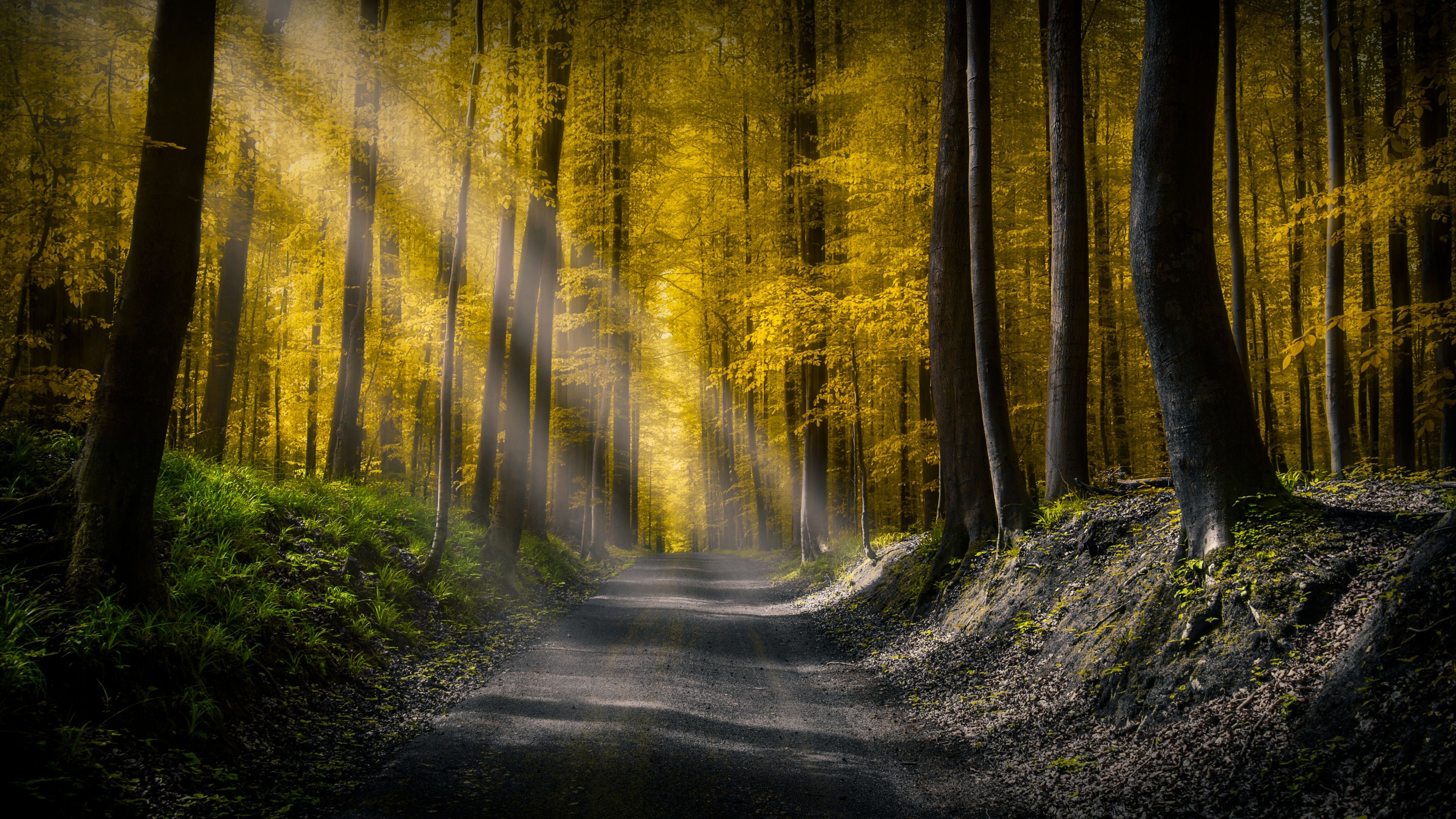 3840x2160 Sun rays Wallpaper 4K, Dirt road, Autumn Forest, Foliage