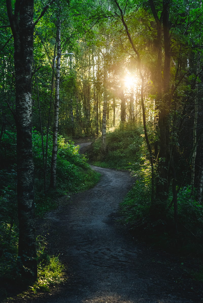 800x1192 Forest, trees, path, sun, light, nature, HD phone wallpaper