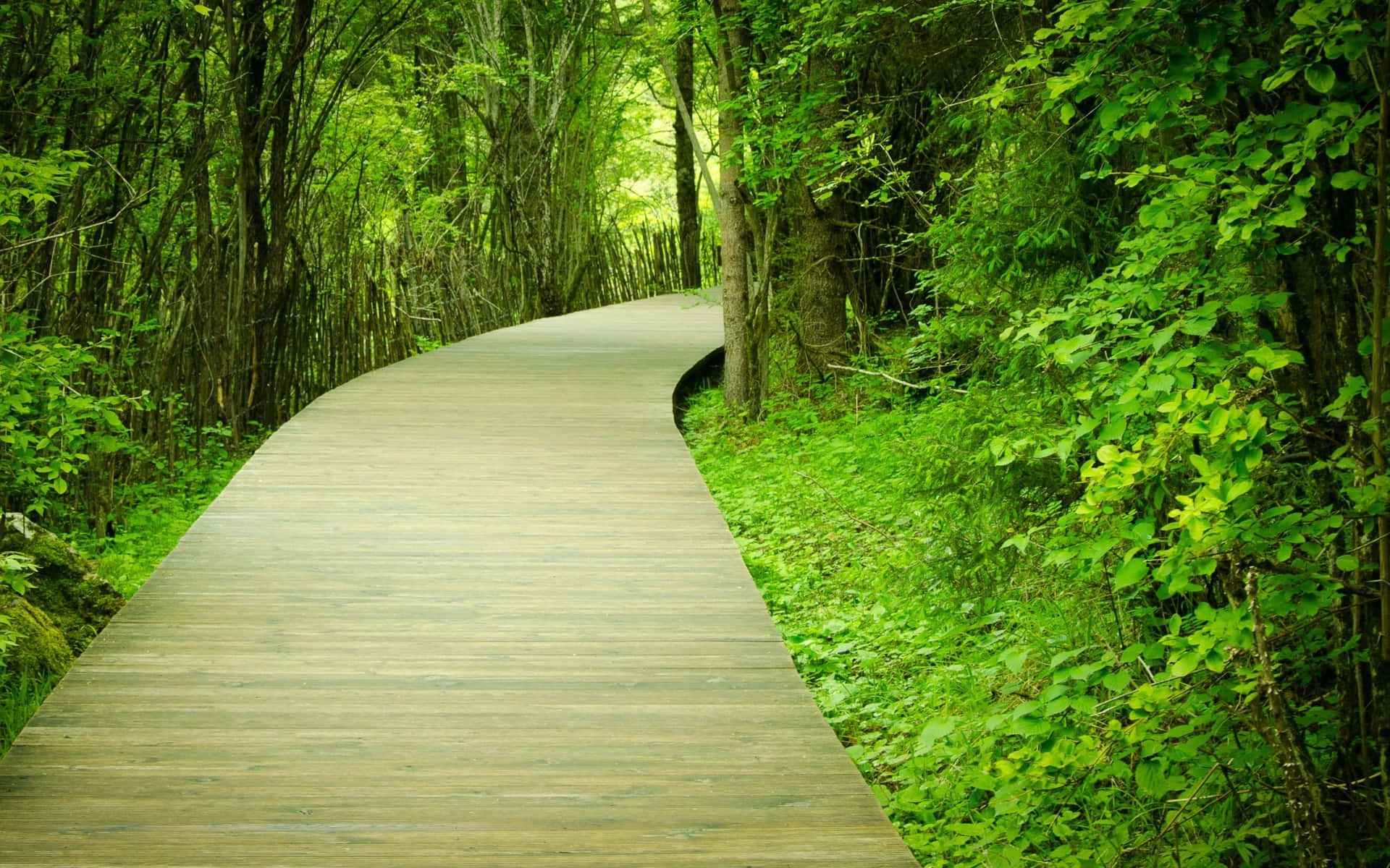 1920x1200 Nature Path Wallpaper